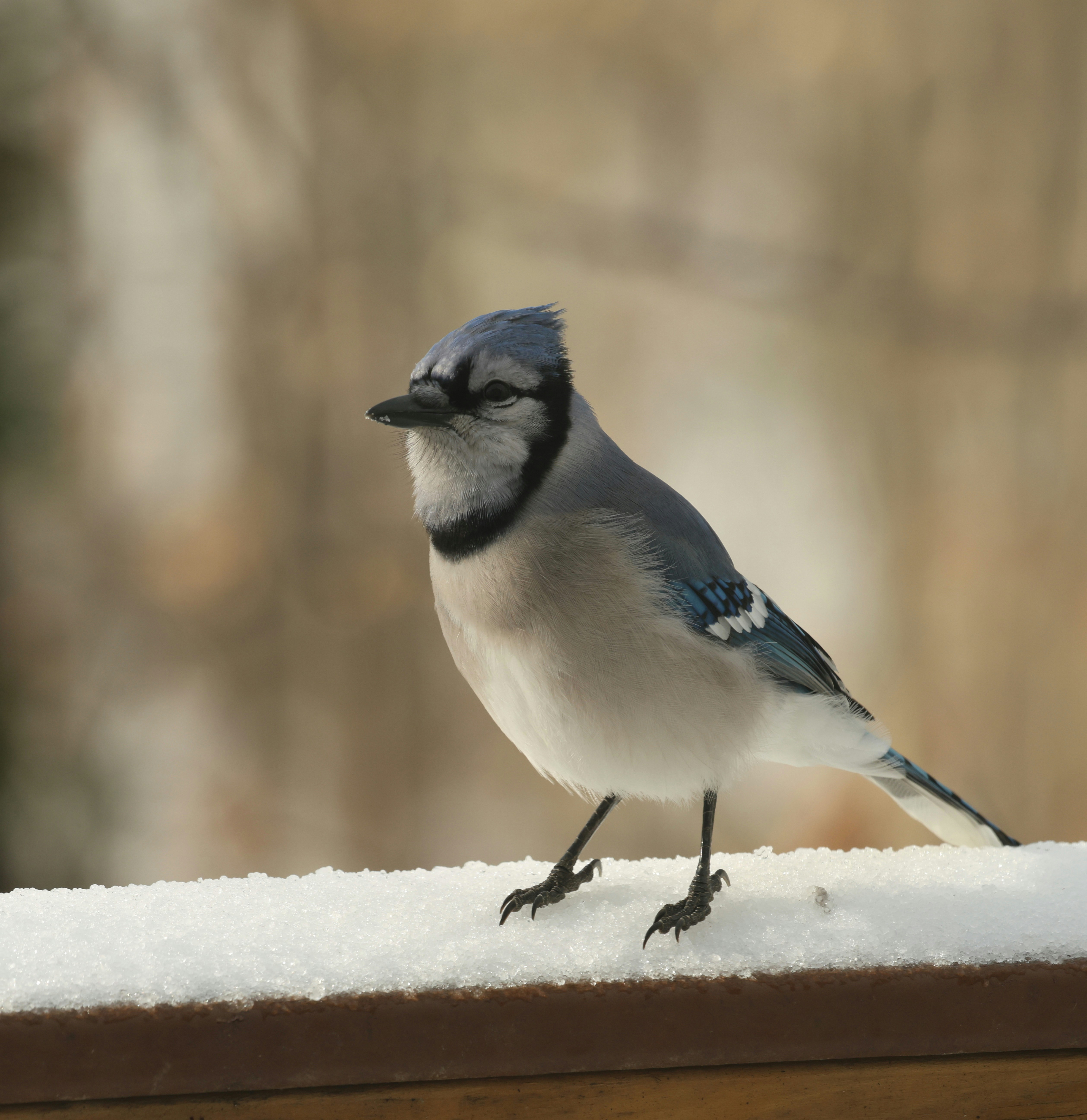 A blue jay perched on a snow-covered railing.