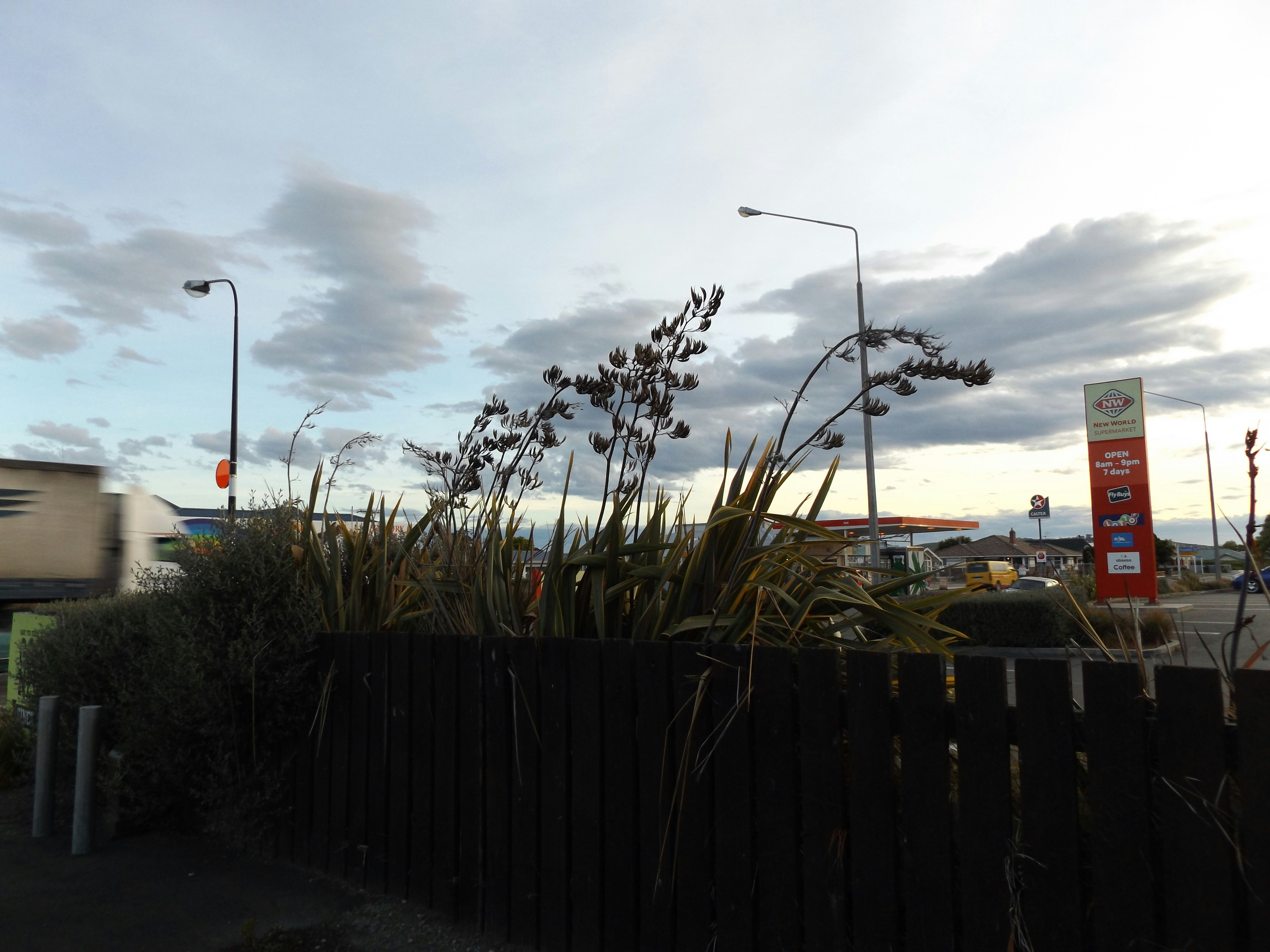 Hoches Gras und Pflanzen vor einem Holzzaun.