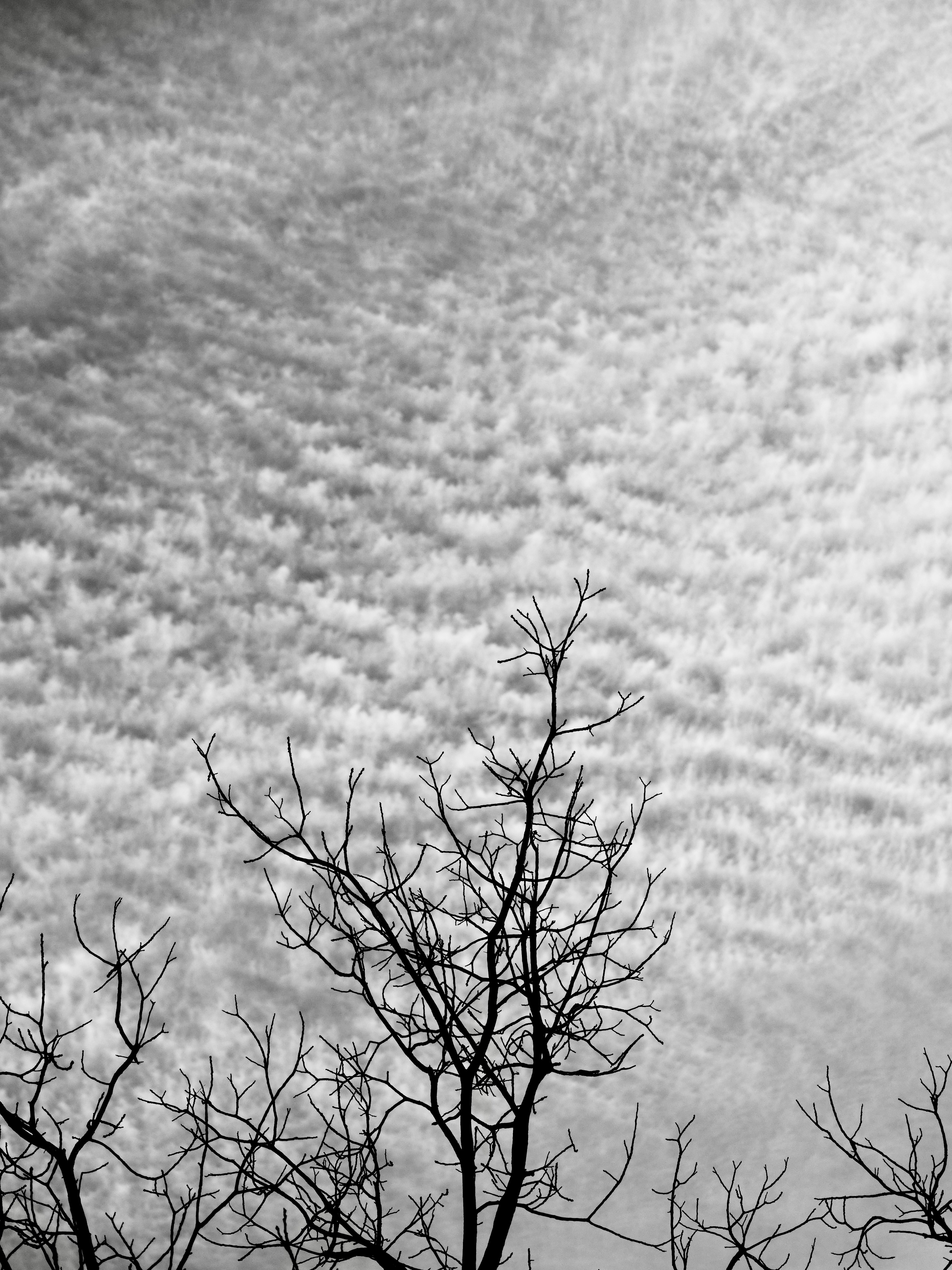 曇り空を背景にむき出しの木の枝