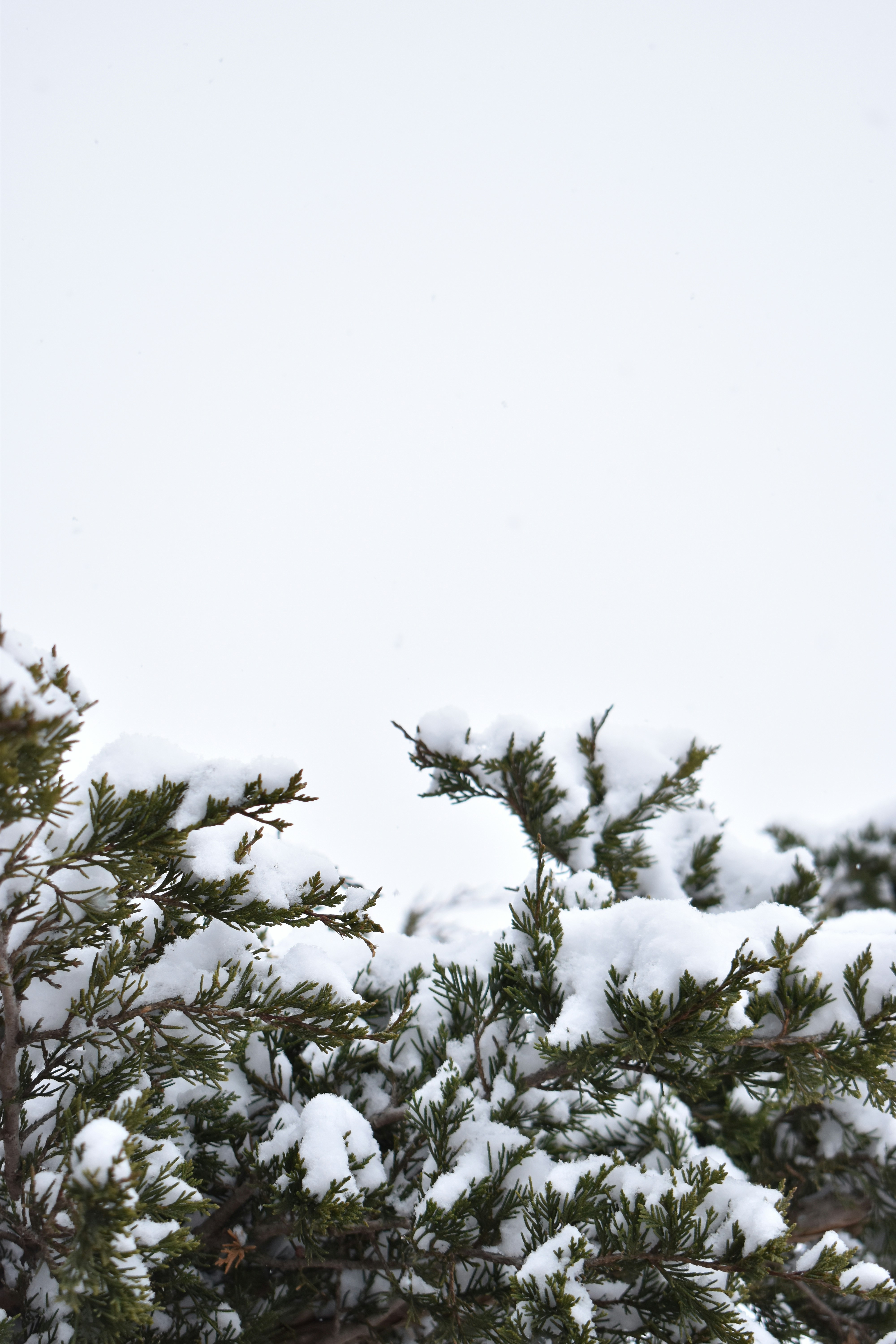 Photo by ssdesignandphotography_