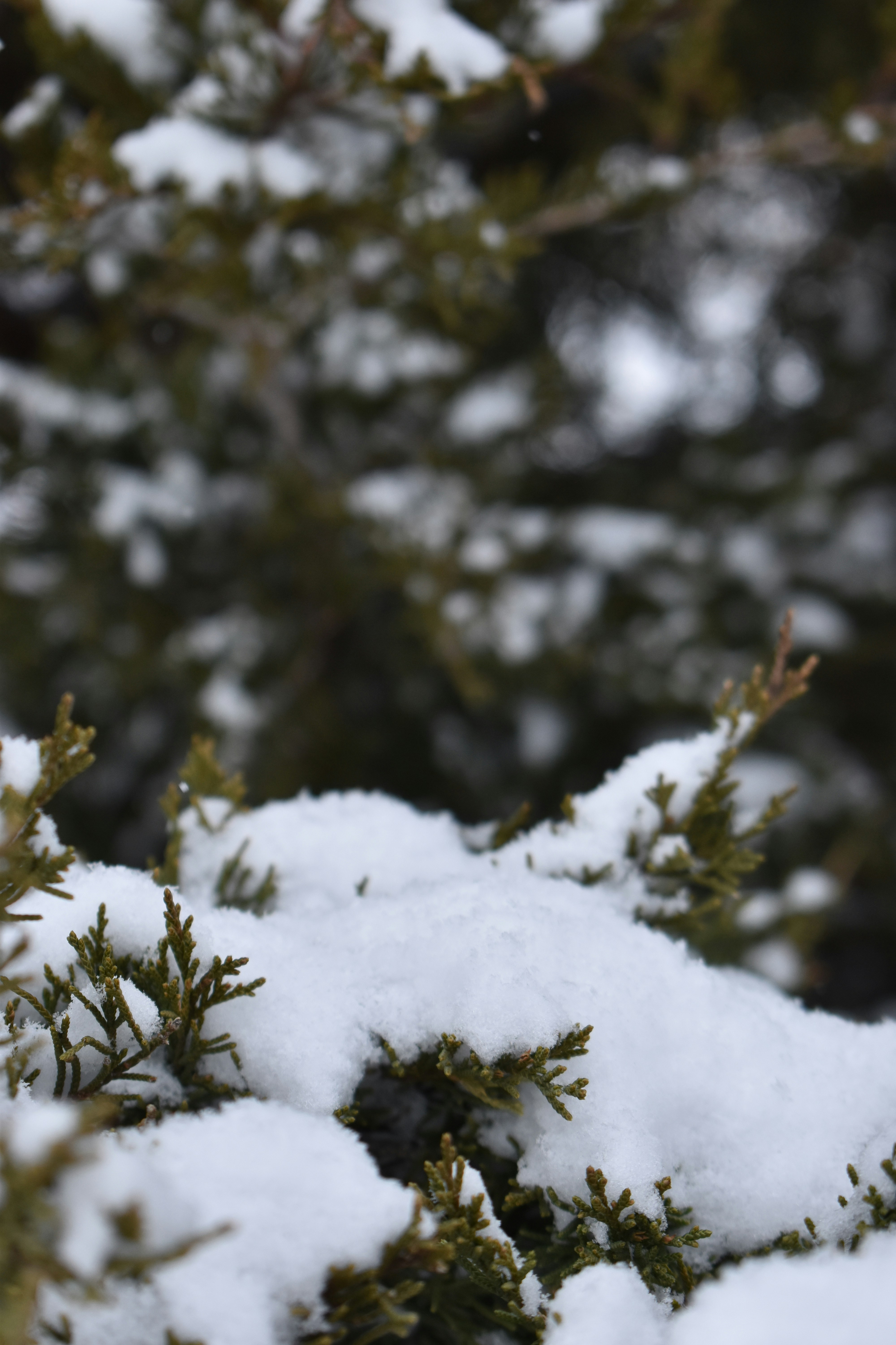 Photo by ssdesignandphotography_