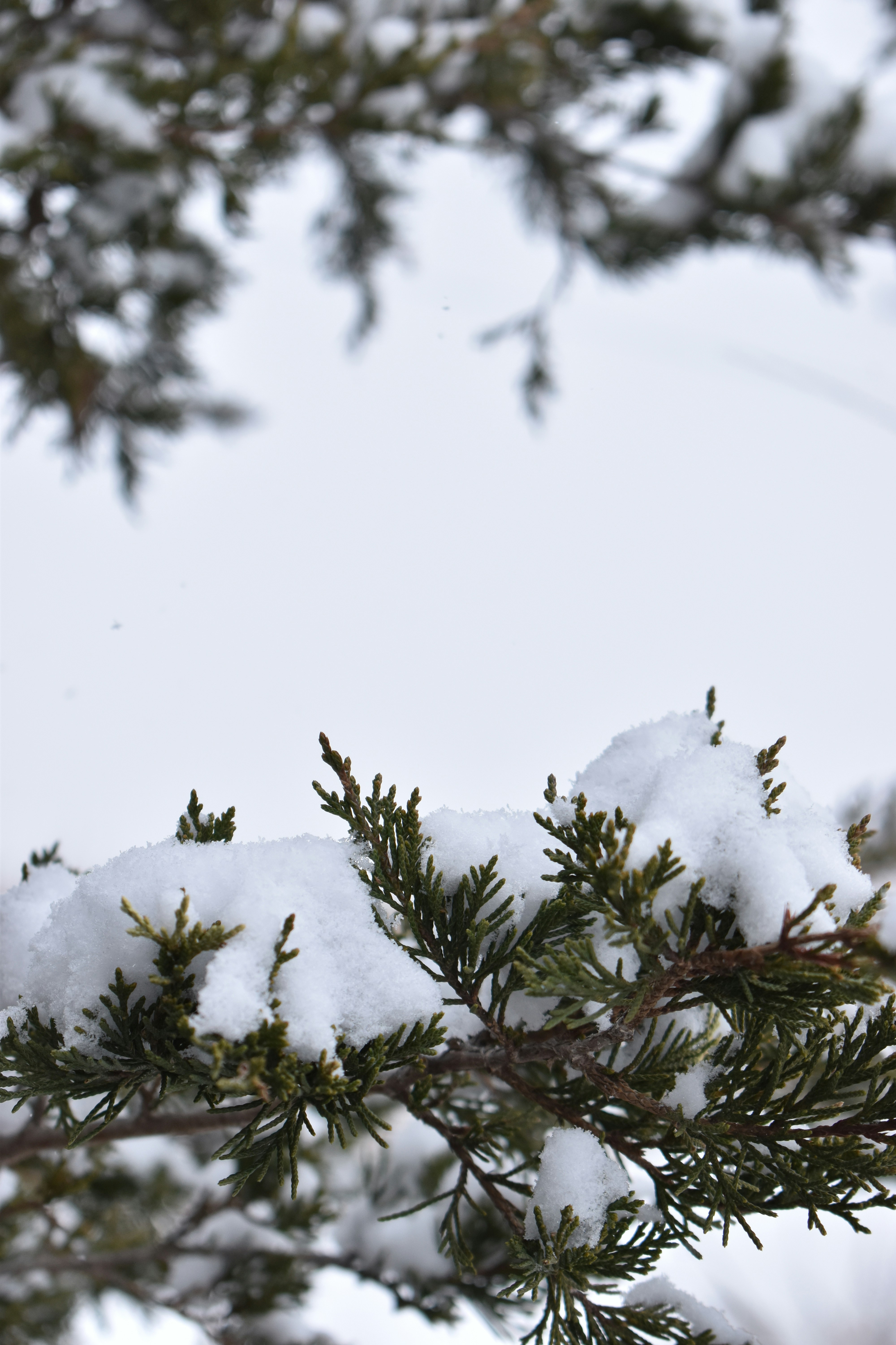 Photo by ssdesignandphotography_