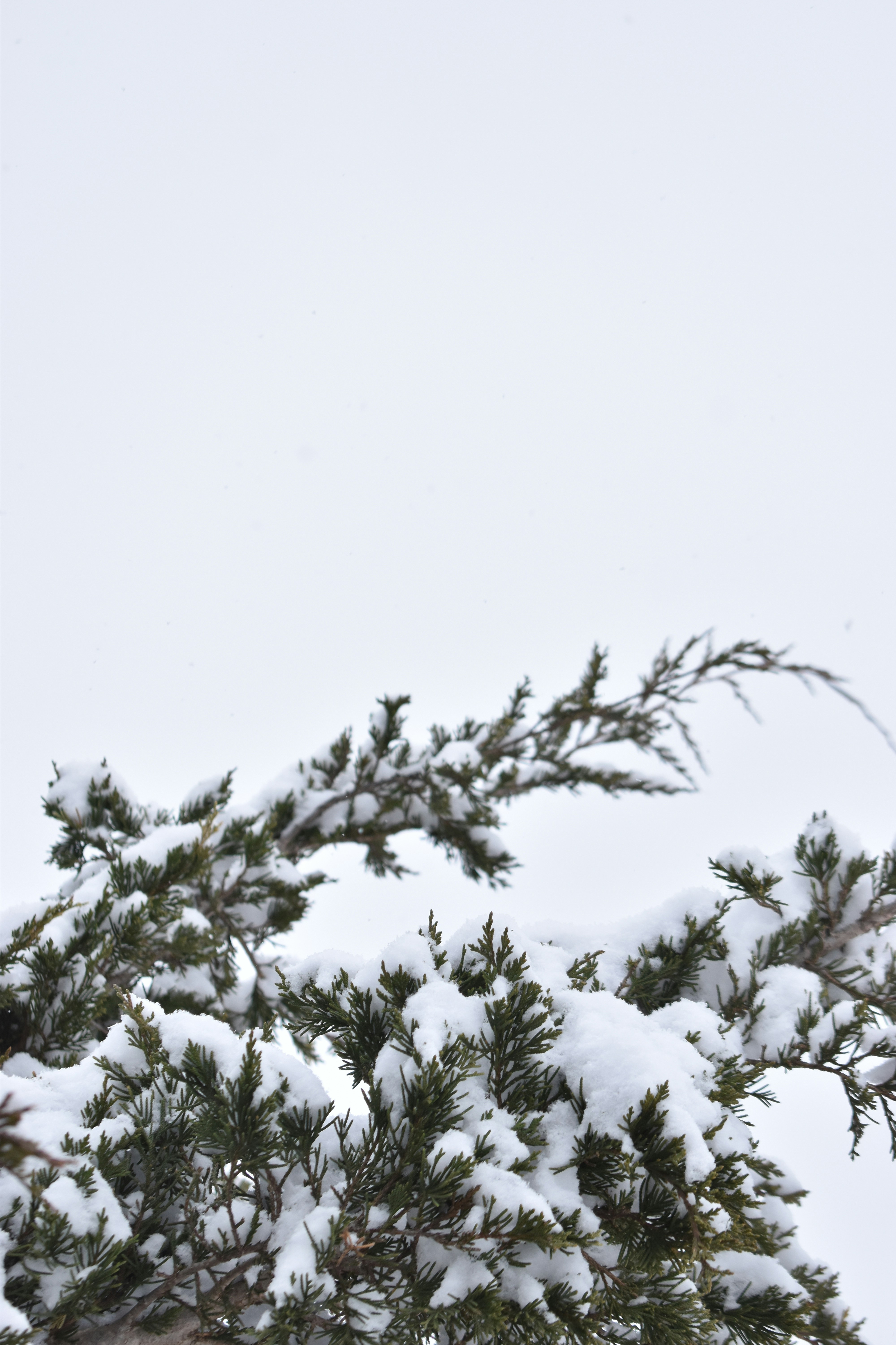 Photo by ssdesignandphotography_