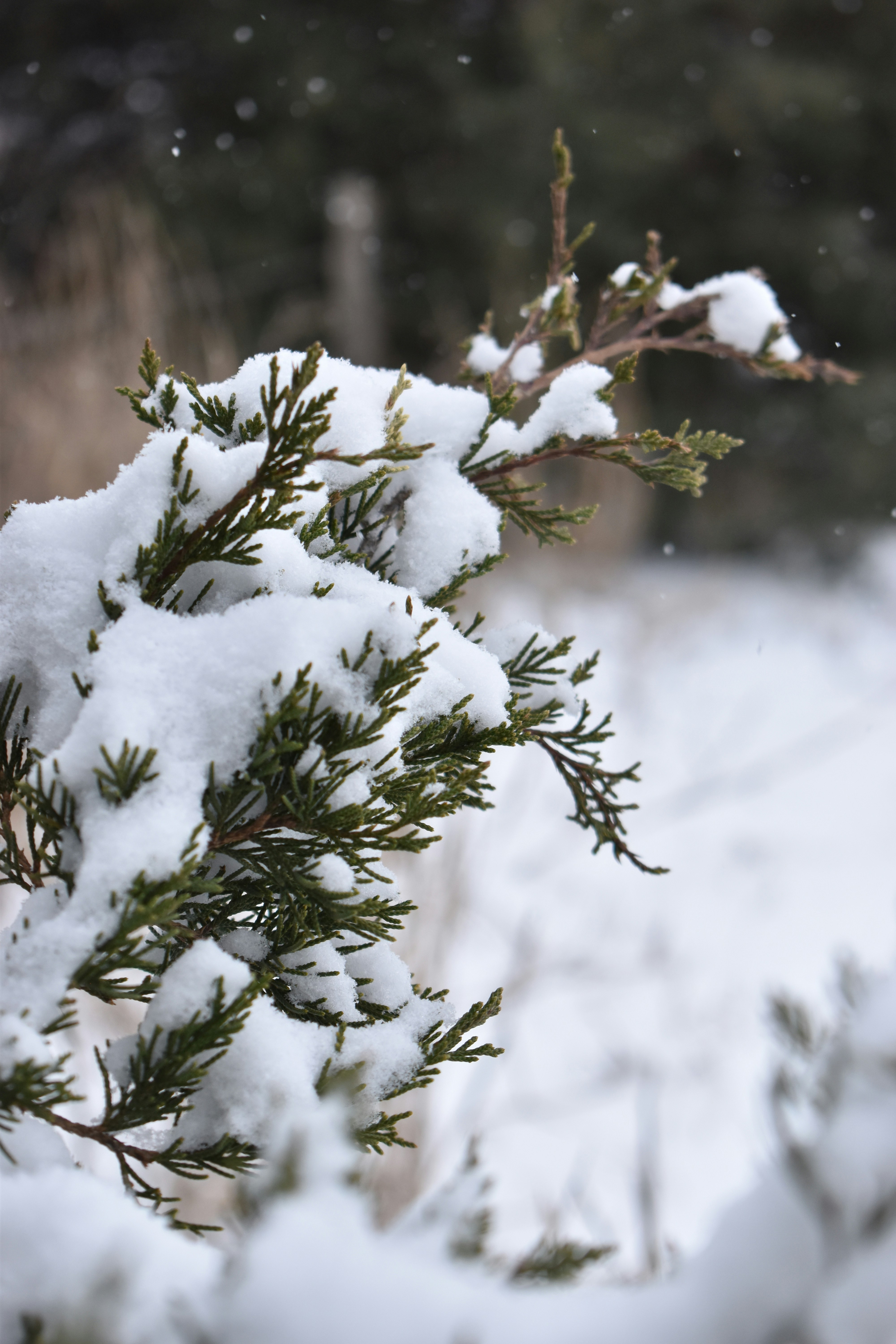 Photo by ssdesignandphotography_