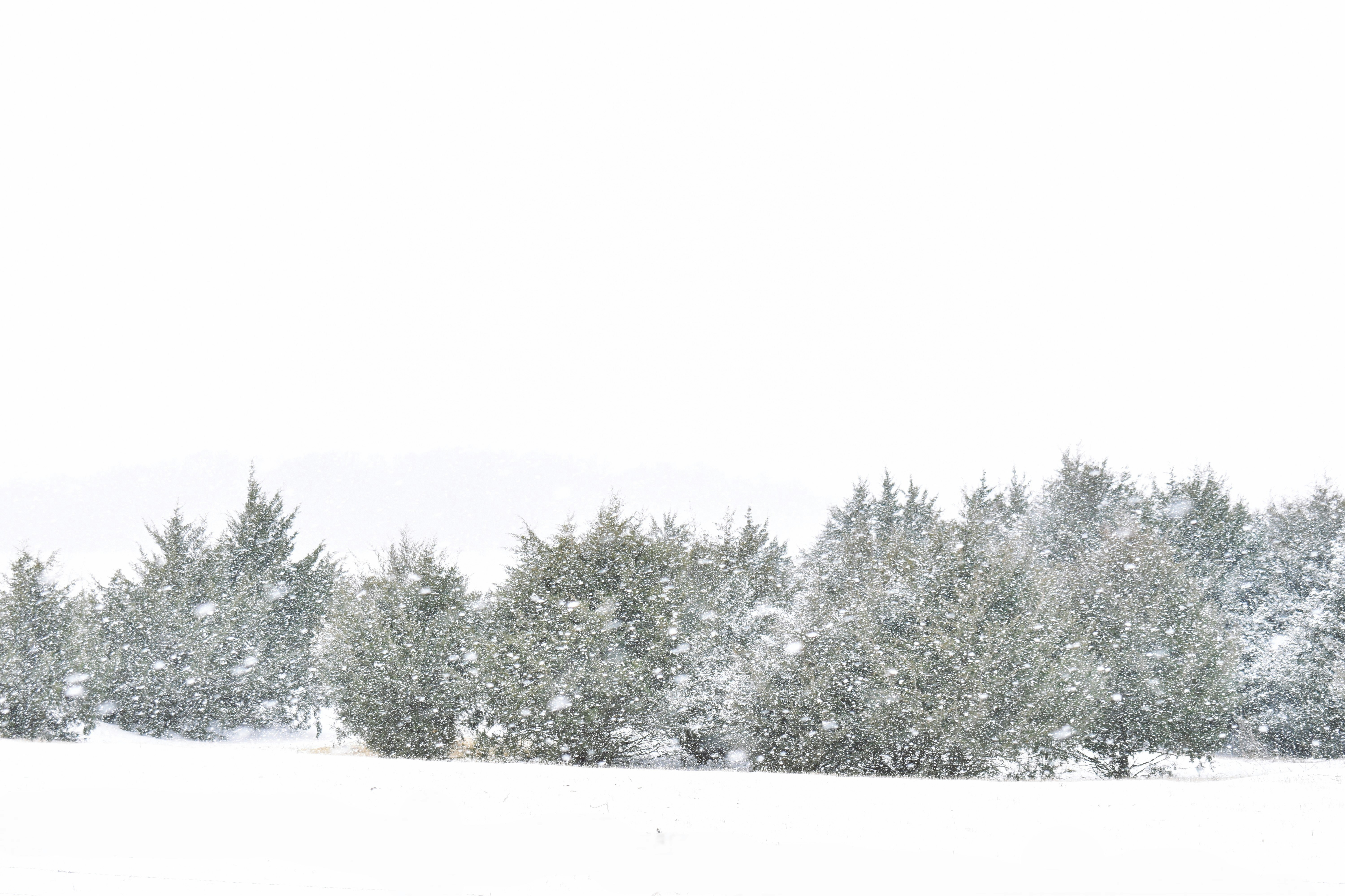 Snow falling on evergreen trees in a winter landscape.