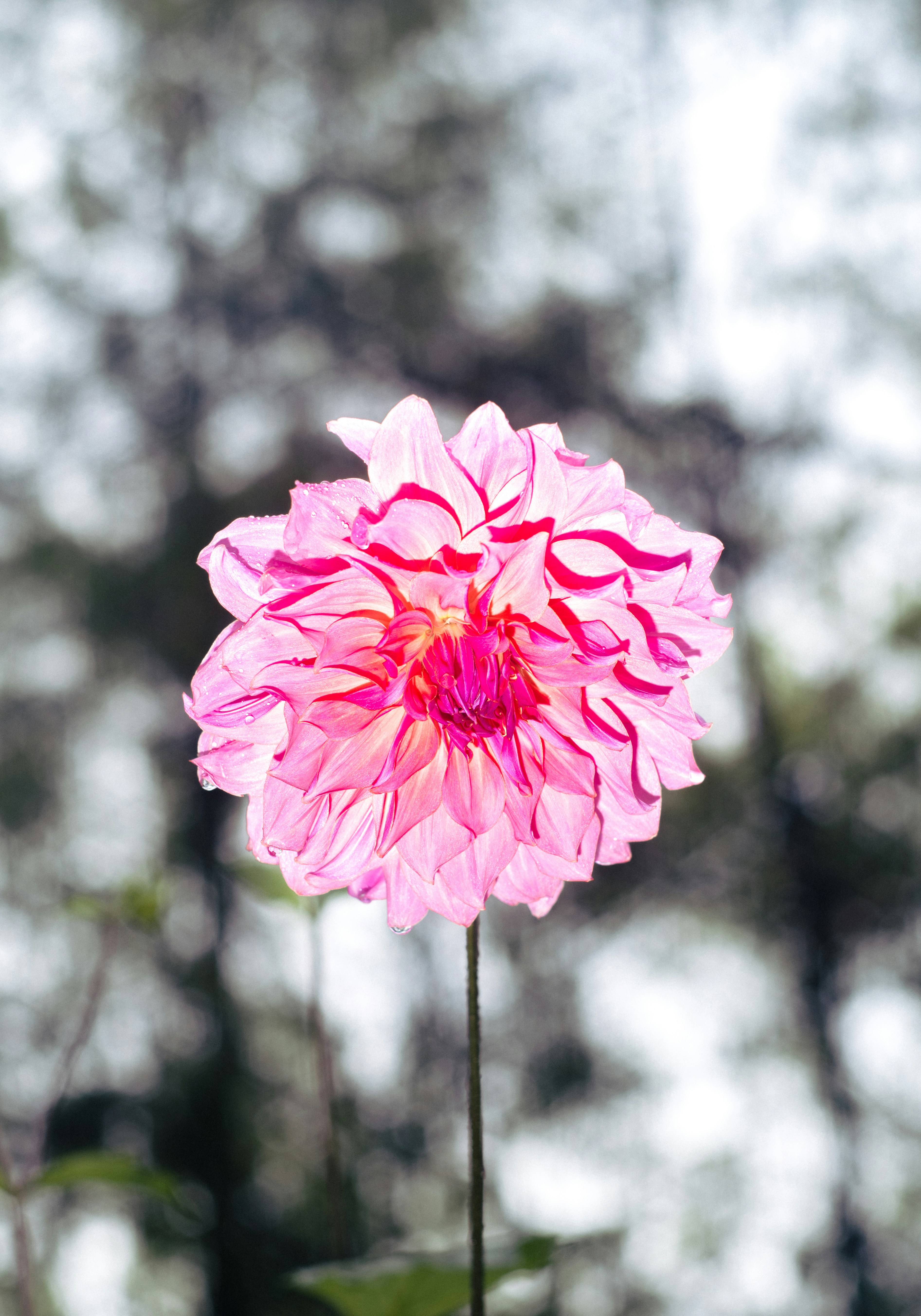 Pink dahlia flower with red stripes on petals.