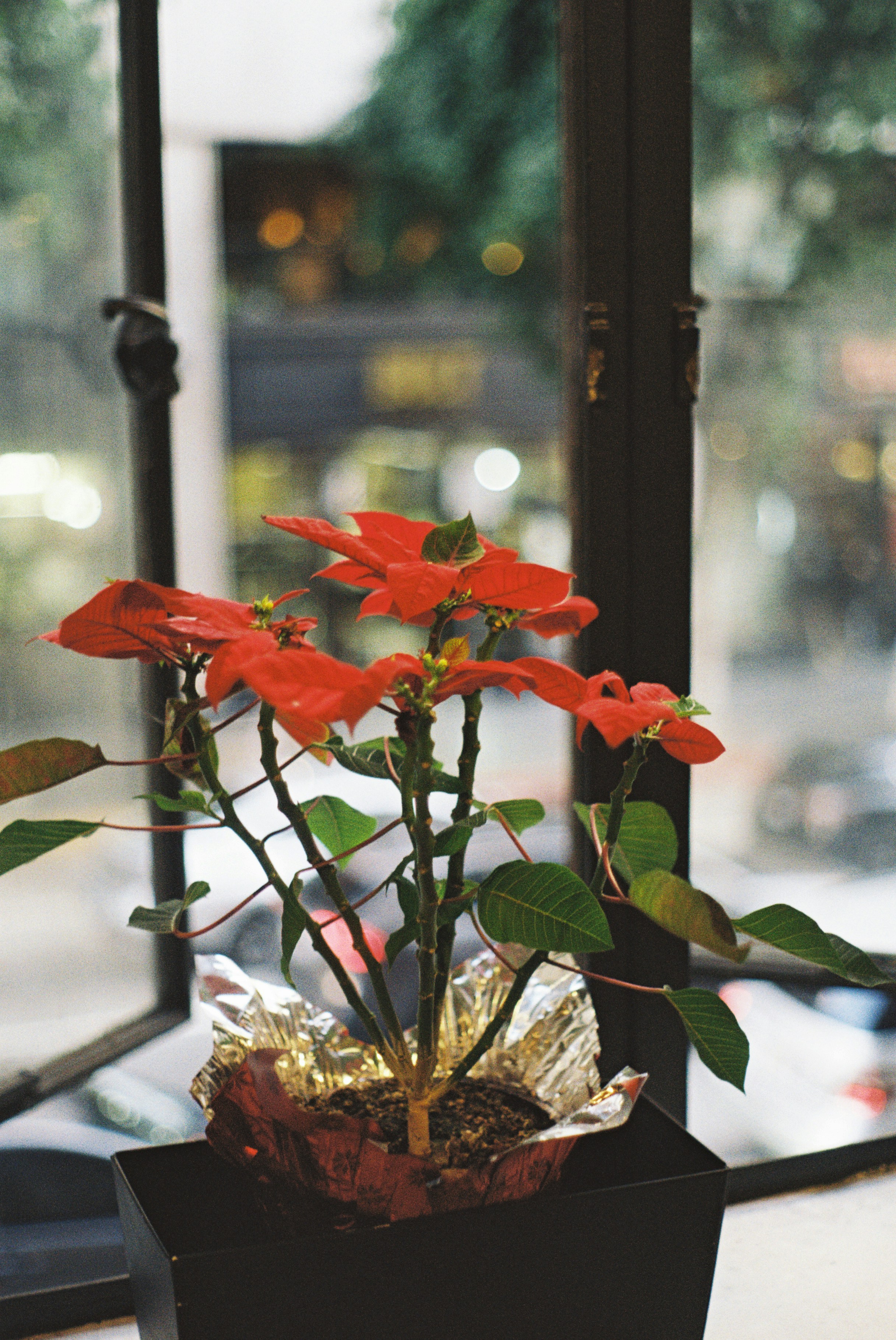 Red poinsettia plant in a black pot by window.