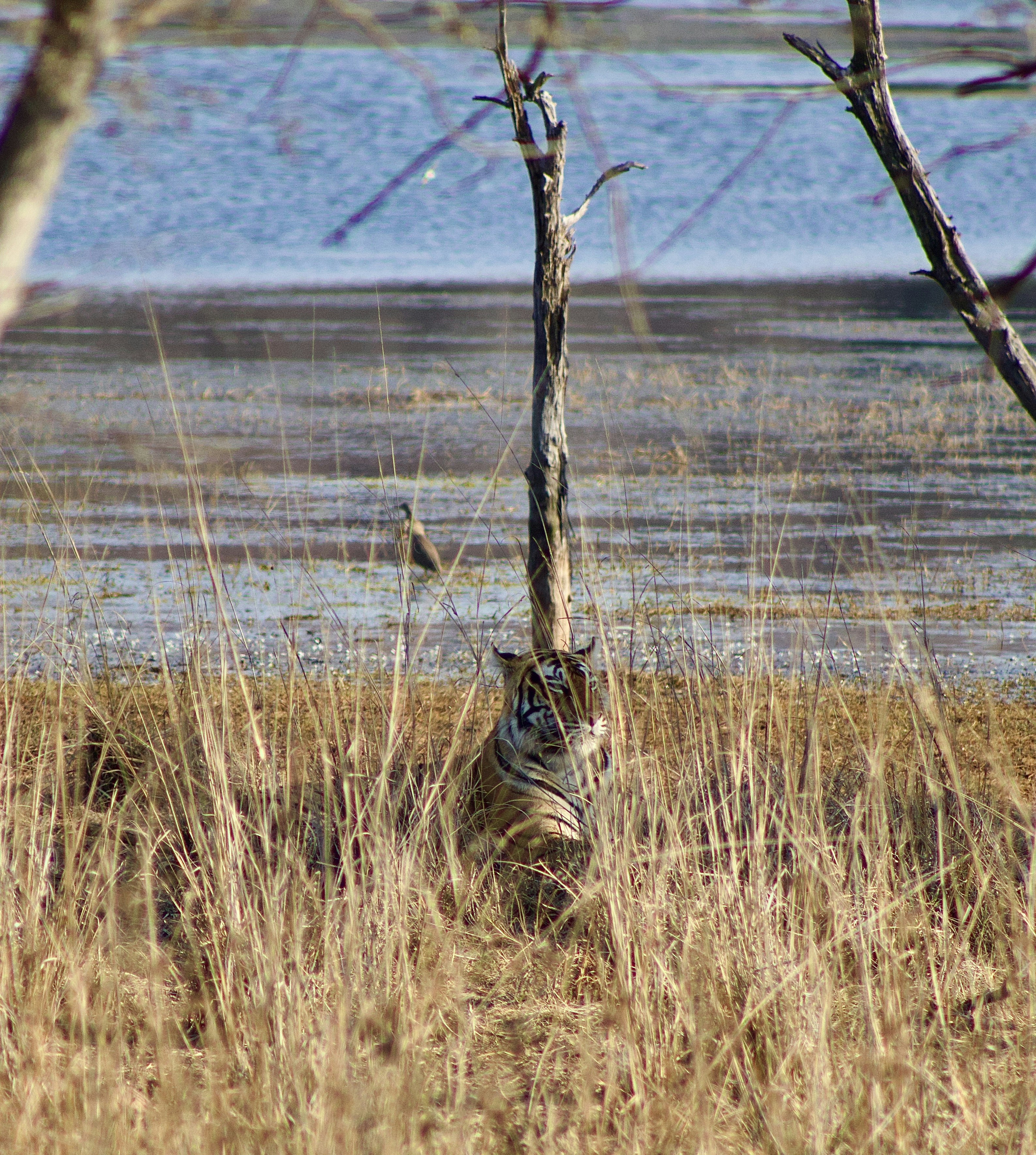 A tiger peeks through tall dry grass near water.