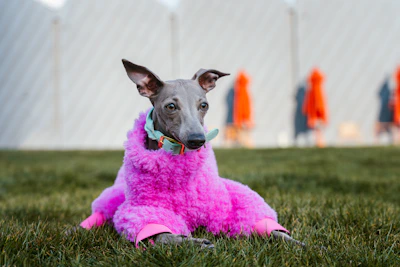 Perro usando un abrigo rosa