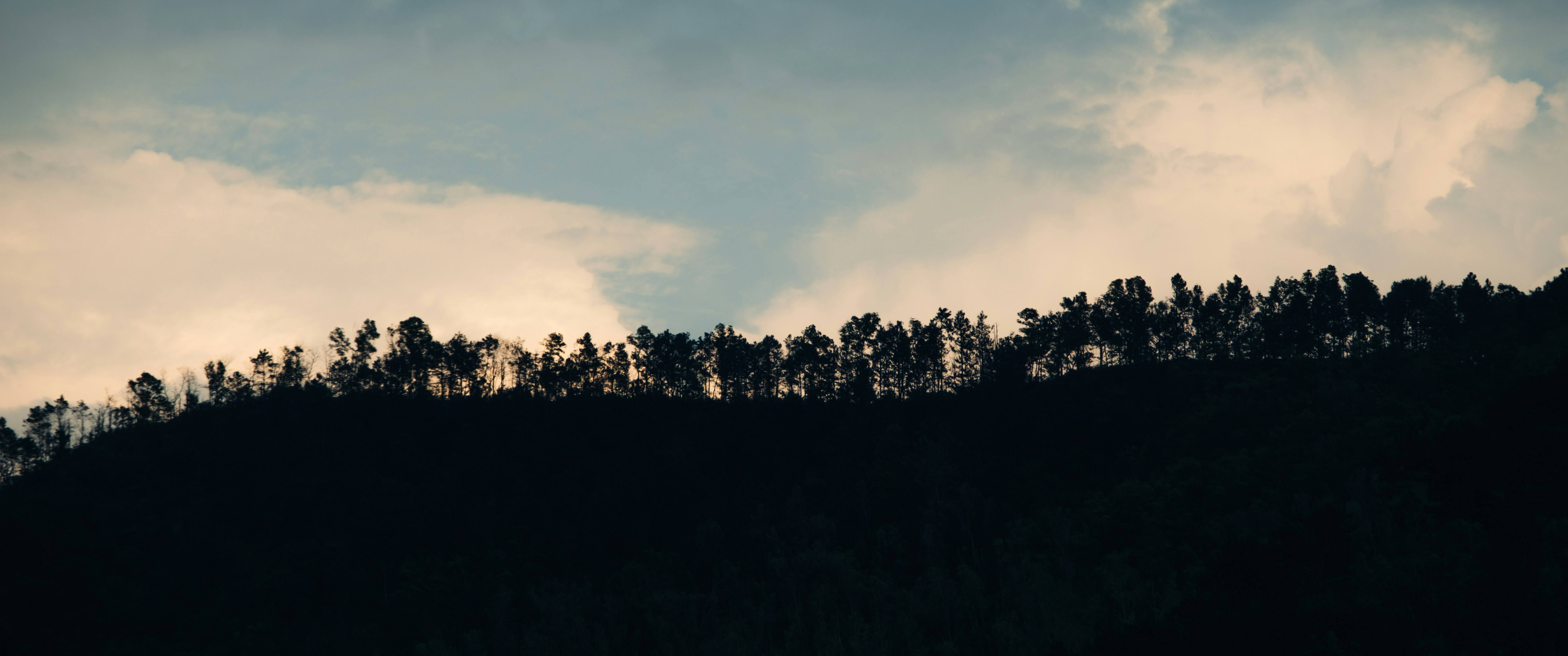 구름 낀 하늘을 배경으로 언덕 위 나무들의 실루엣
