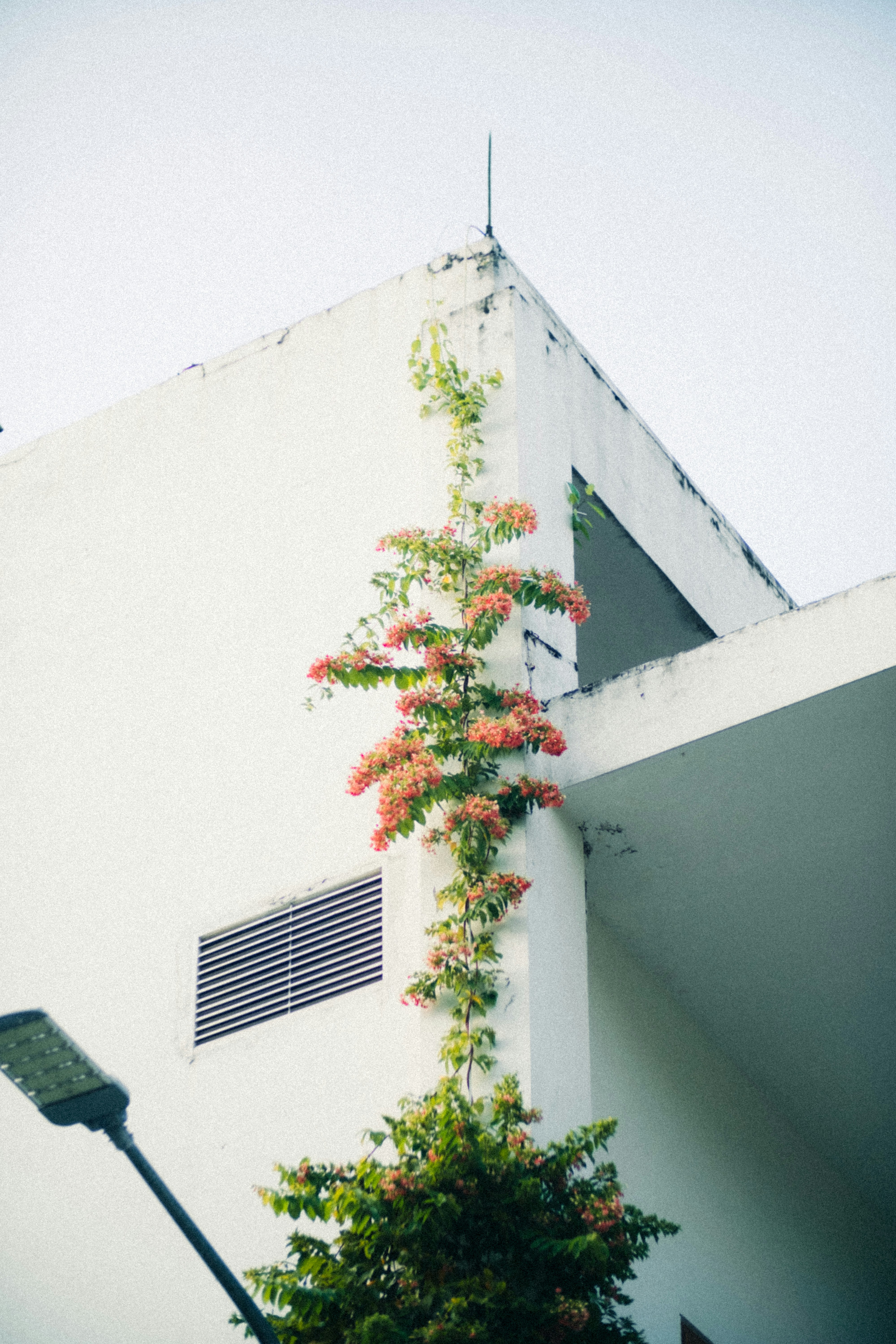 Vigne avec des fleurs roses poussant sur un bâtiment blanc.