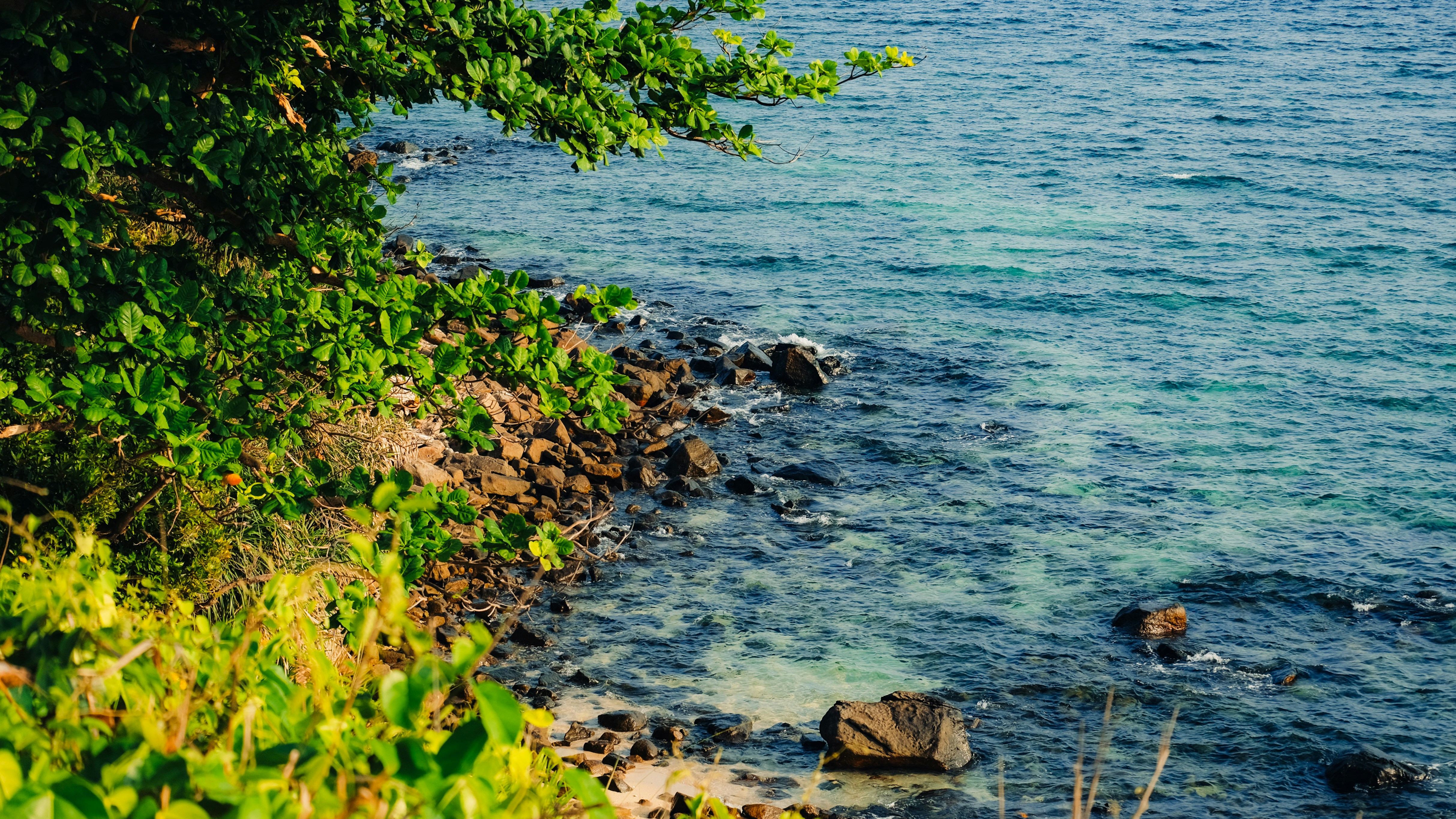 푸른 푸른 잎사귀가 바위 해안과 맑고 푸른 바다와 만나는 모습입니다.