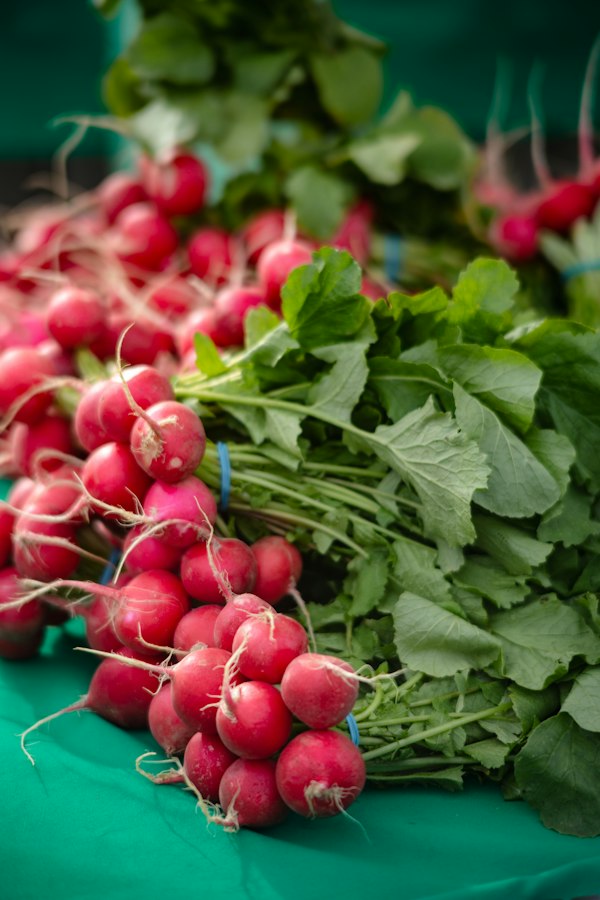 Radish in a home garden
