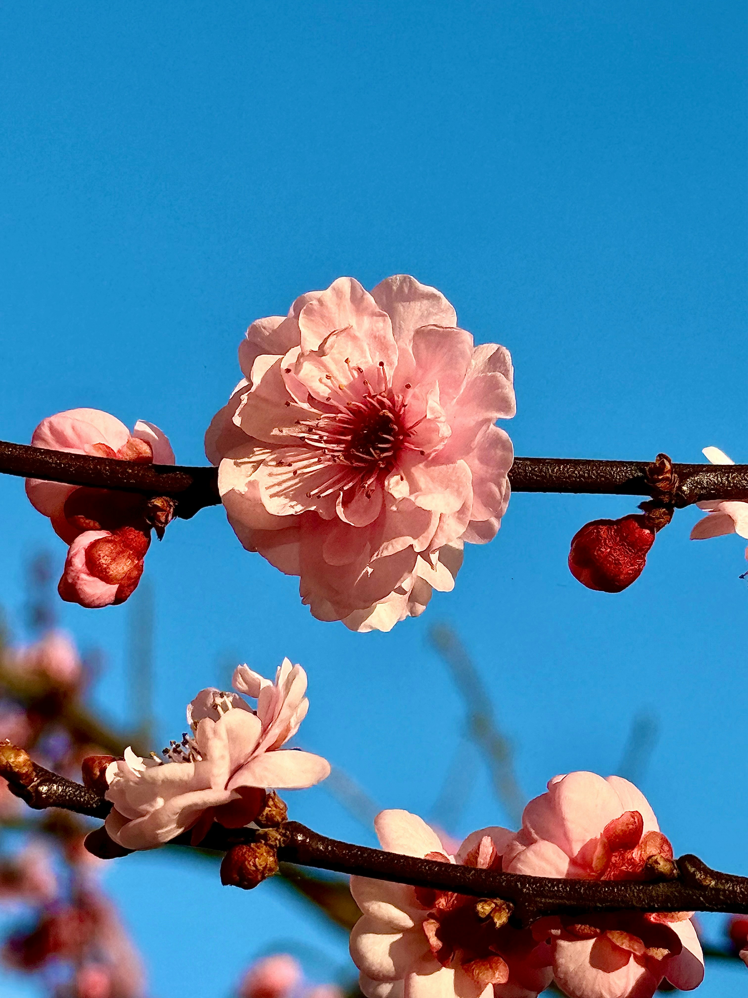Los cerezos rosas florecen contra un cielo azul despejado.