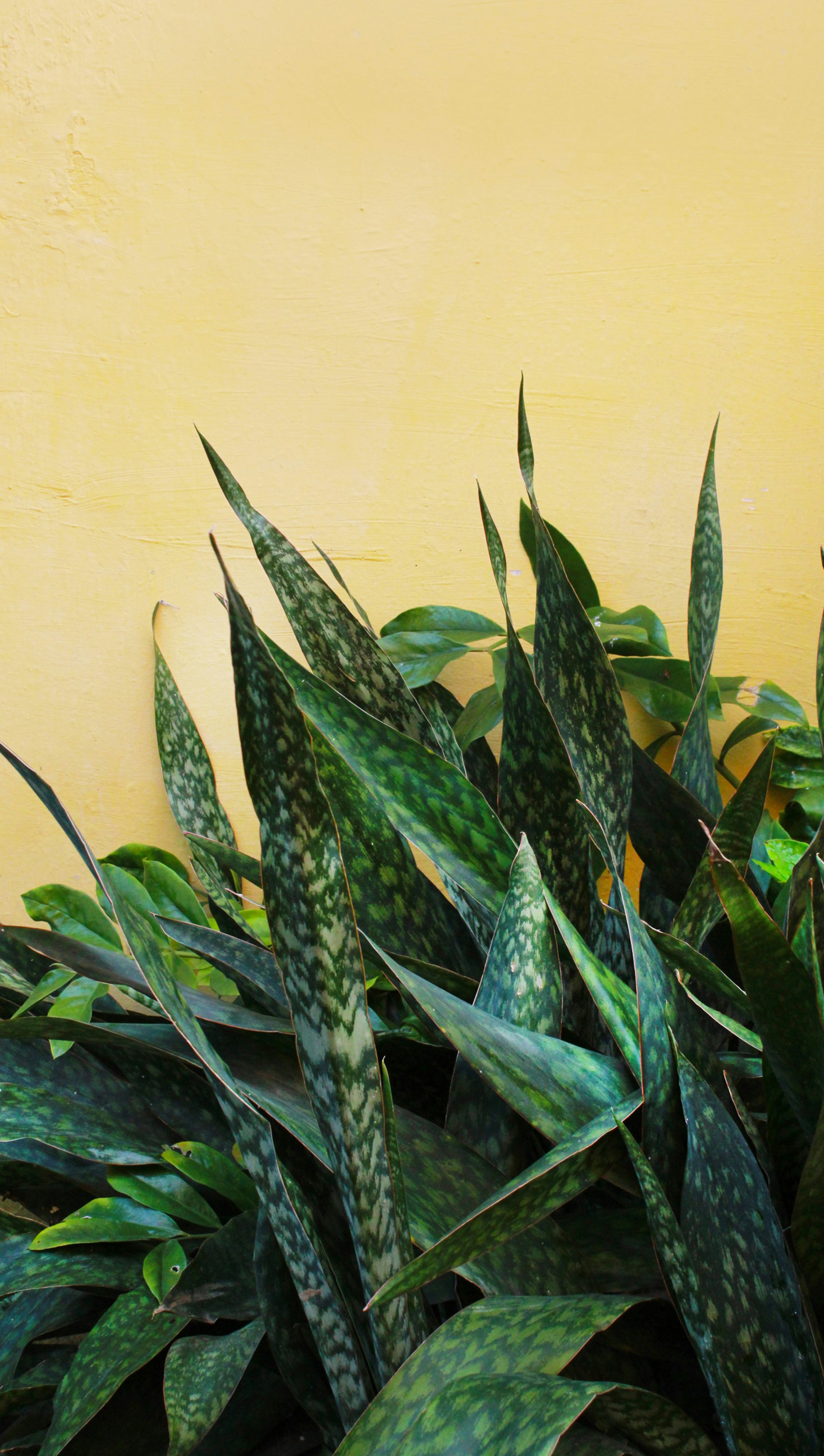 Photo by syahfirapuri