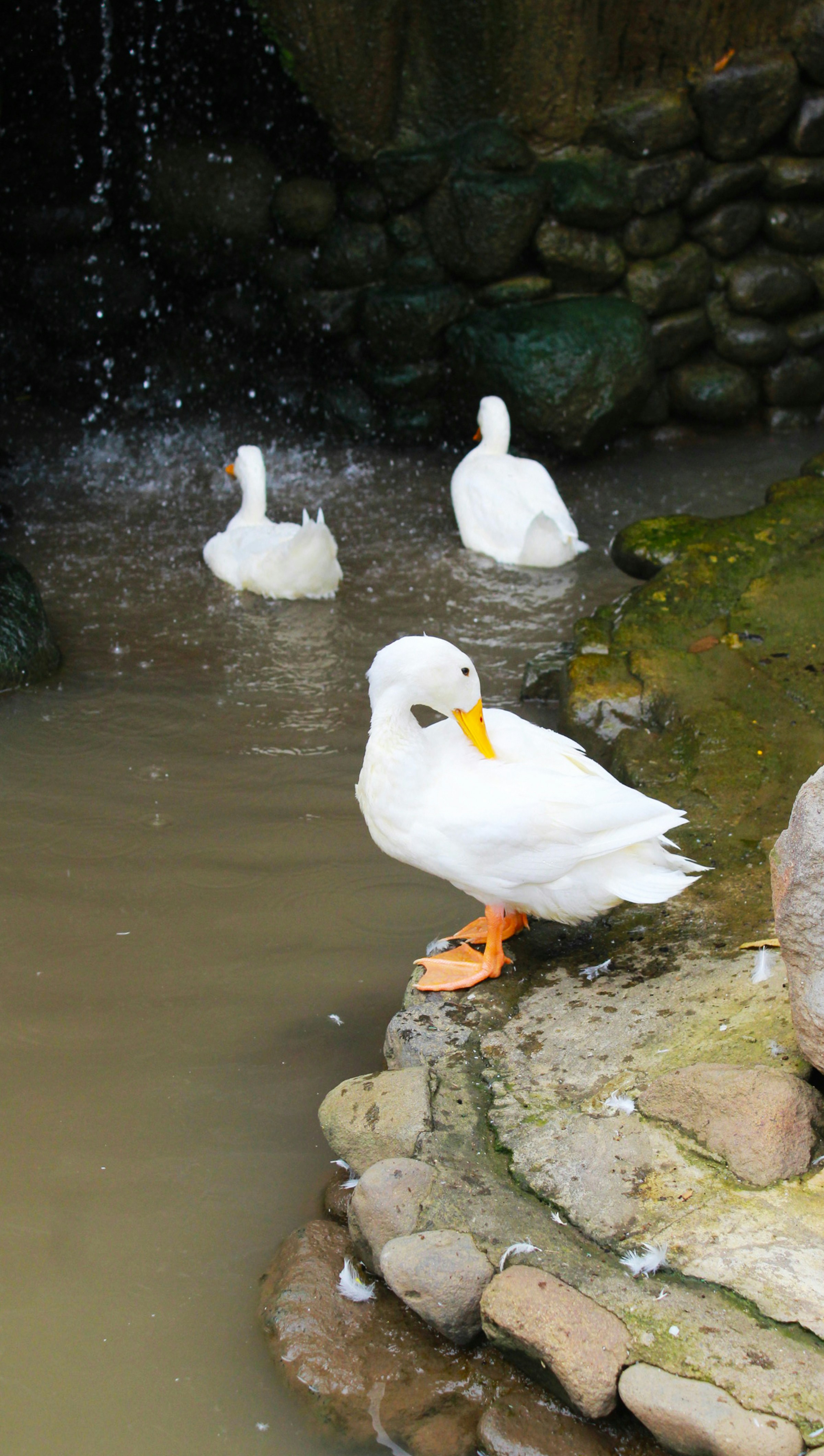 Photo by syahfirapuri