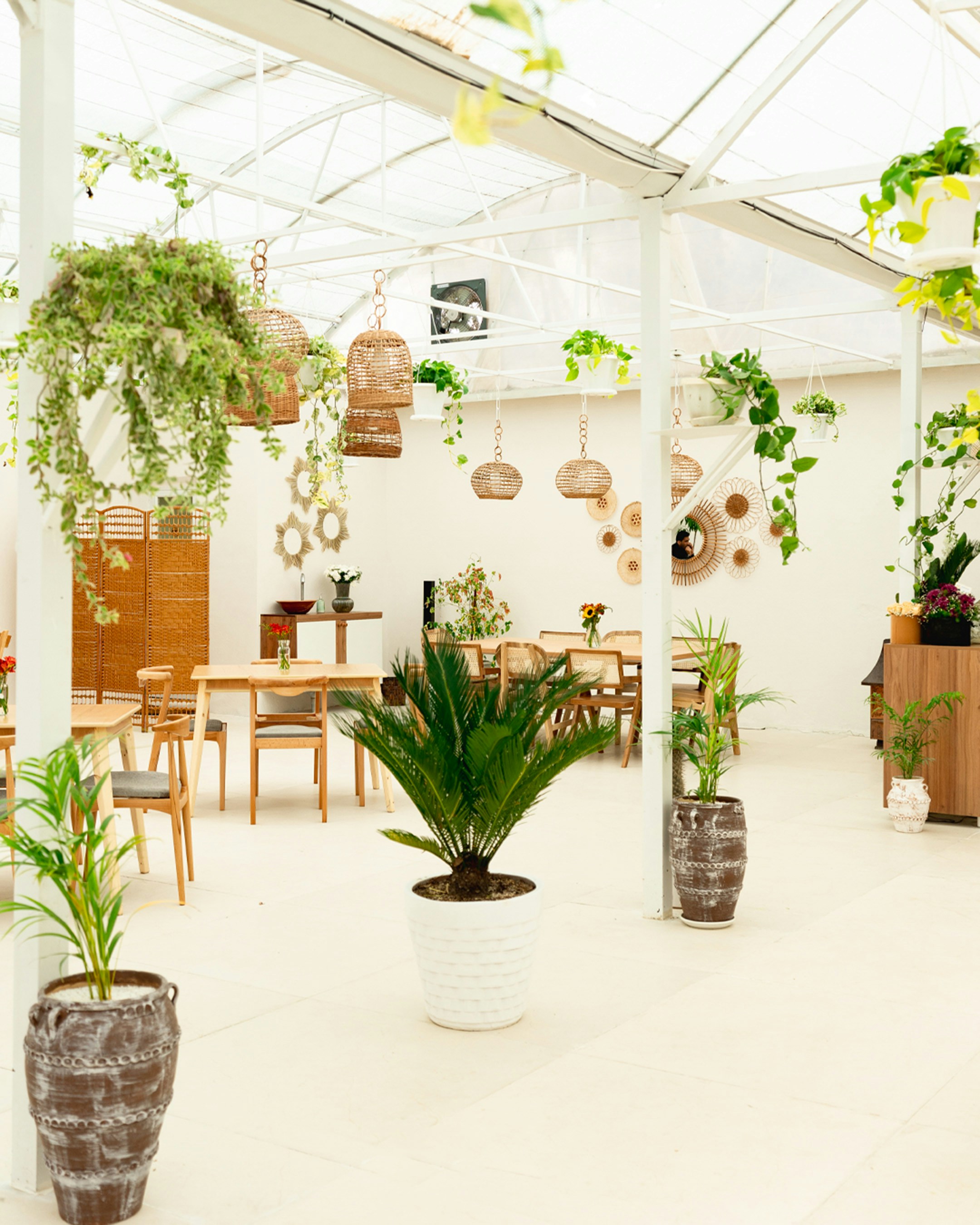 Bright greenhouse cafe with hanging plants and wooden tables