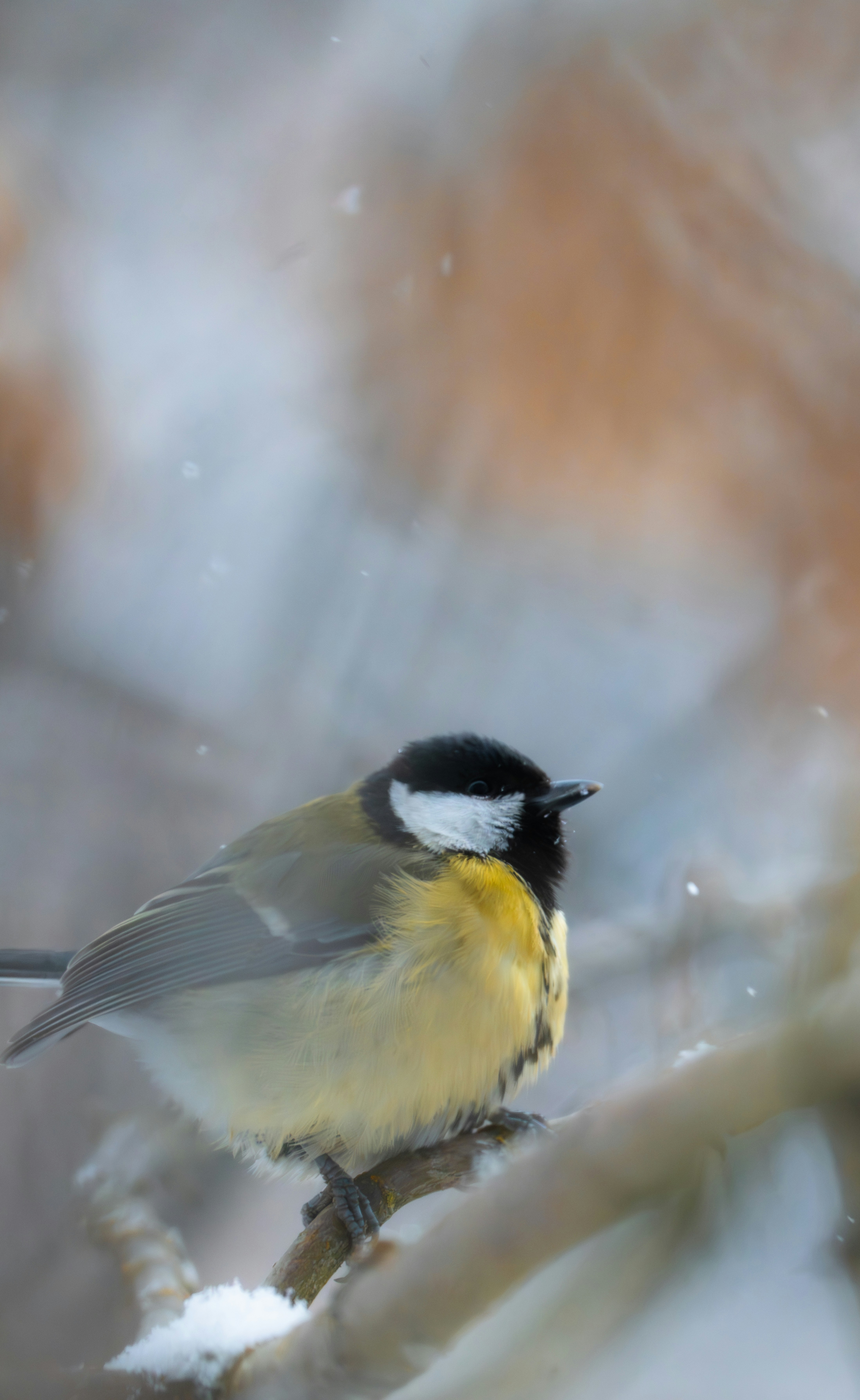 A small bird perched on a snowy branch in winter.