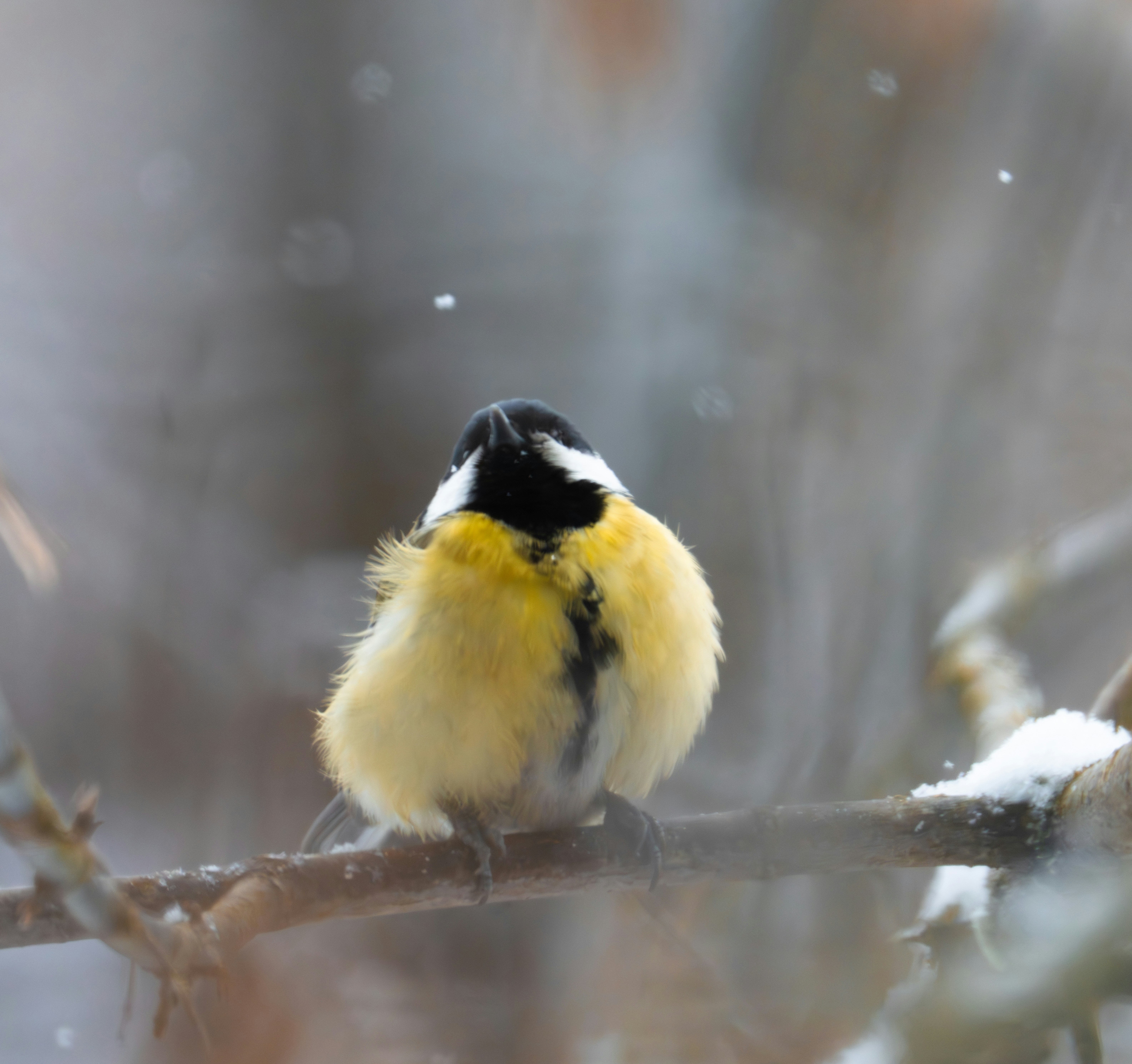 A fluffy yellow bird perched on a snowy branch