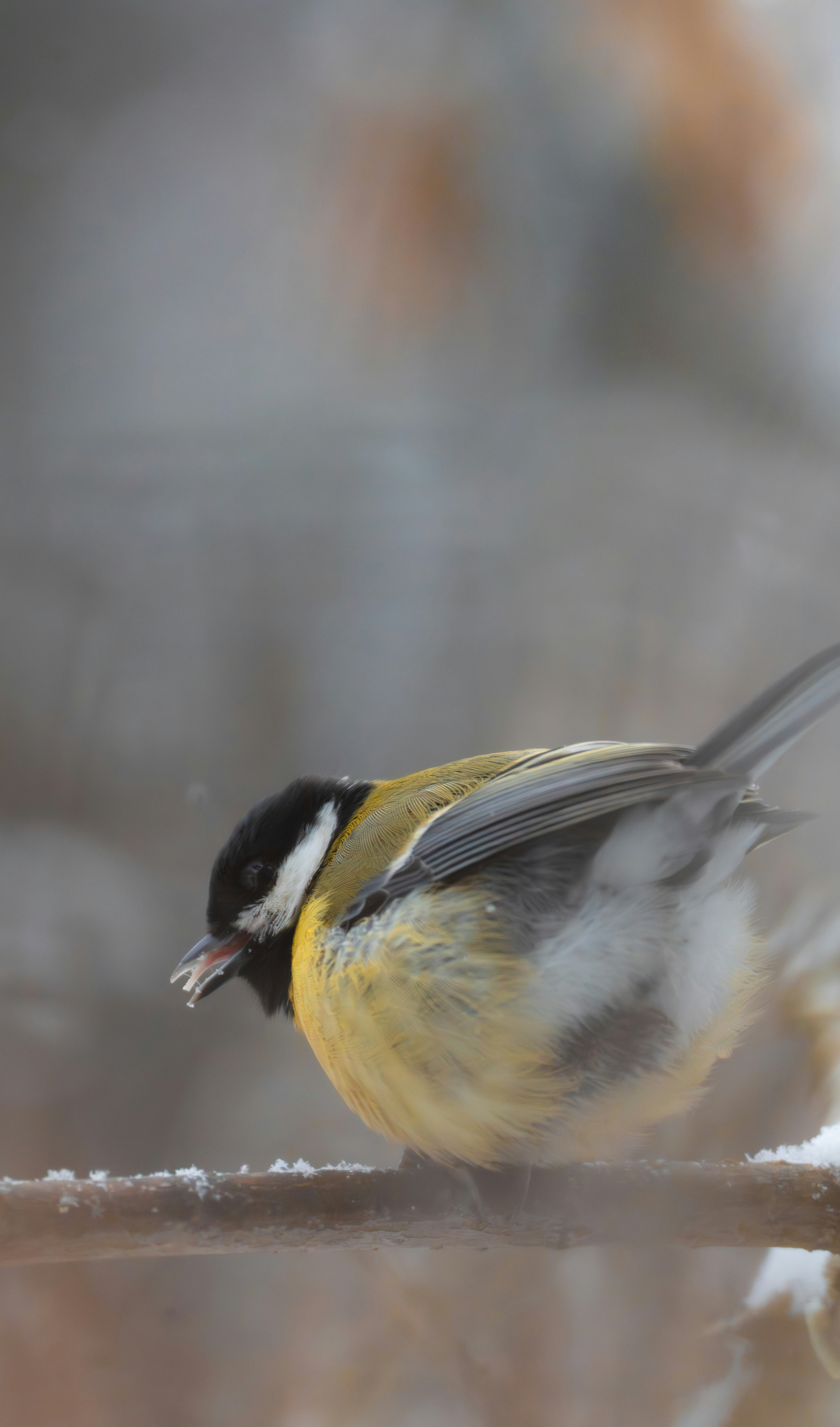 A great tit bird perched on a snow-covered branch