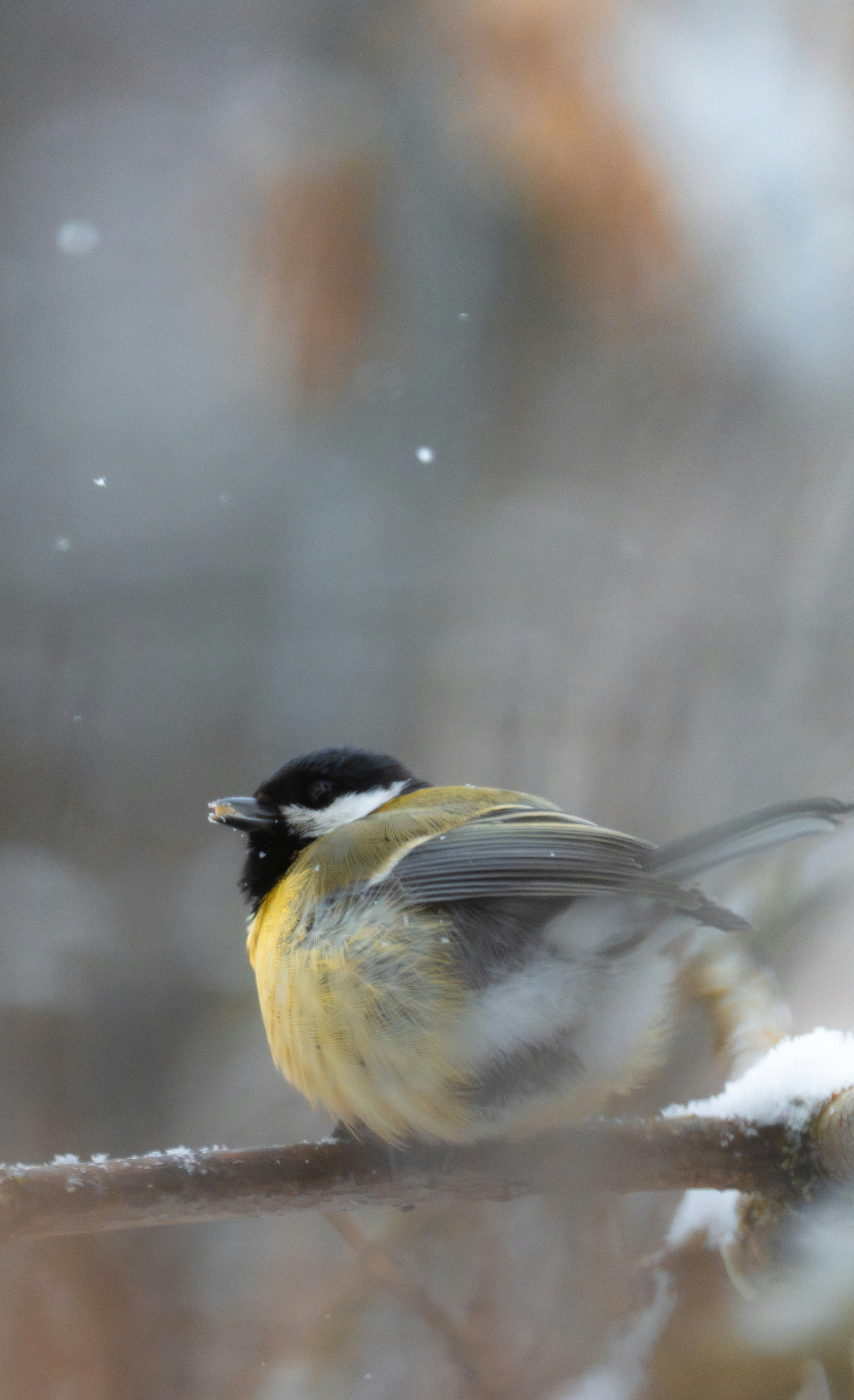 A titmouse sits on a snow-covered branch in winter.