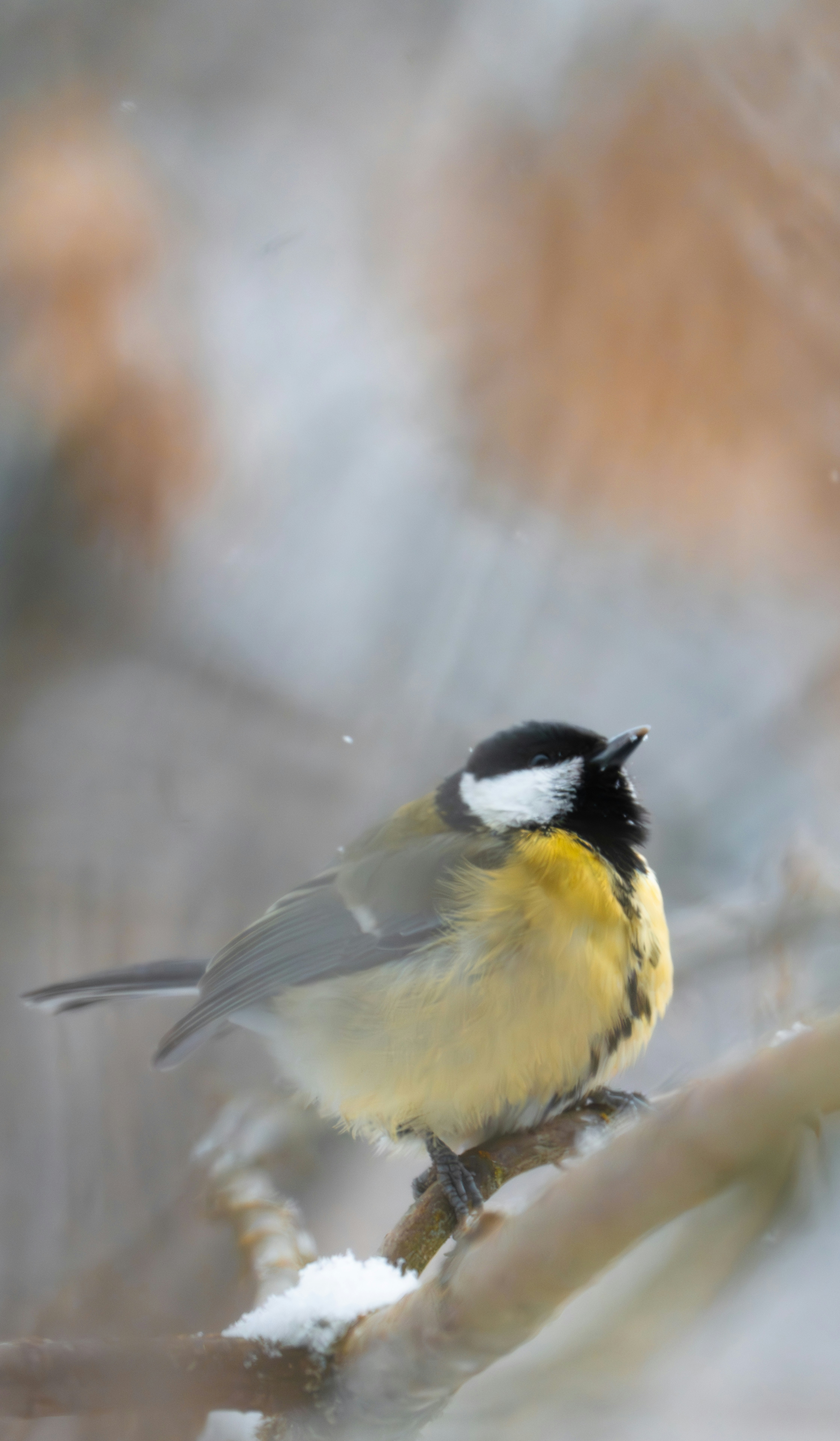 A great tit bird perched on a snow-covered branch.