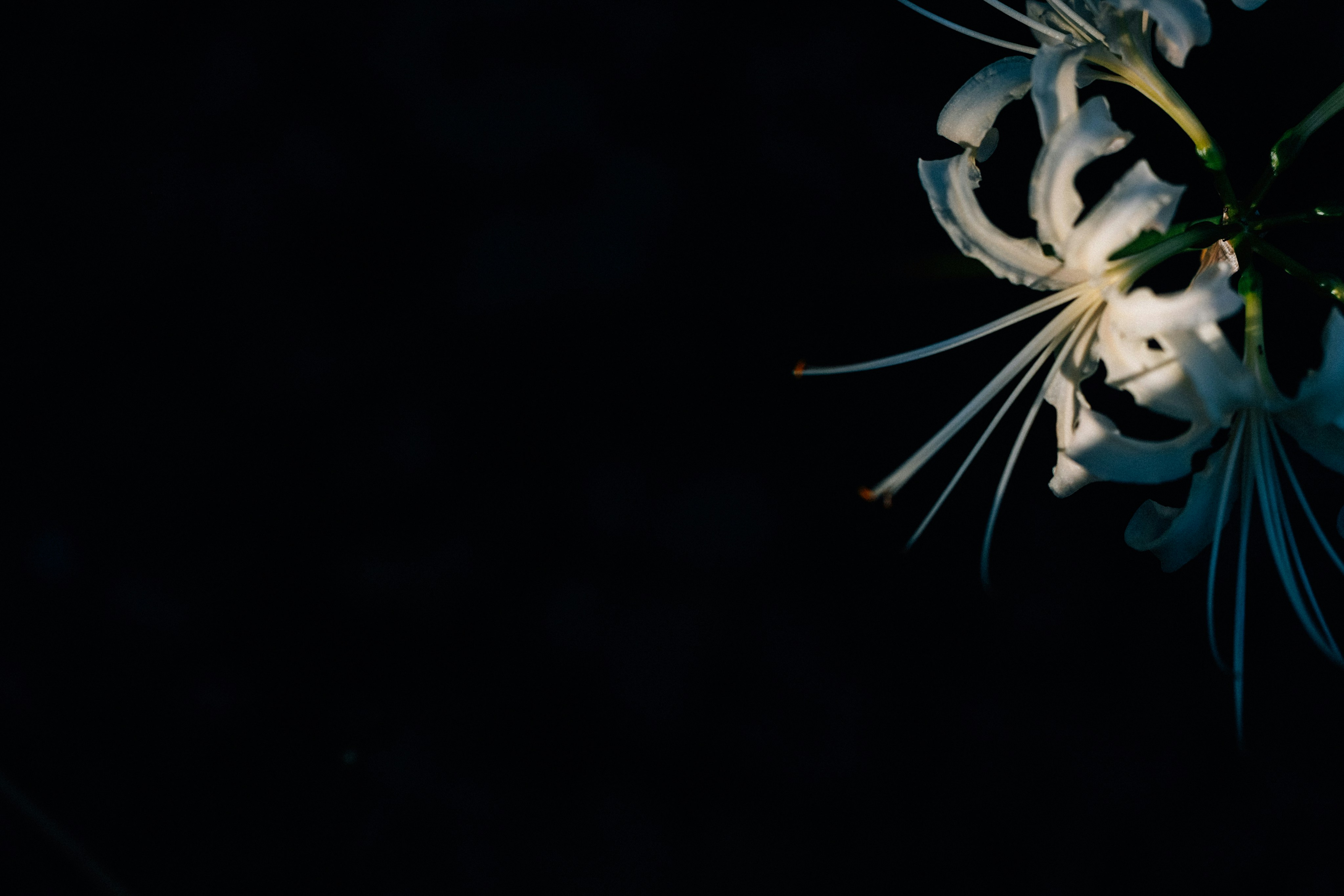 Photo by tsuyoshikozu