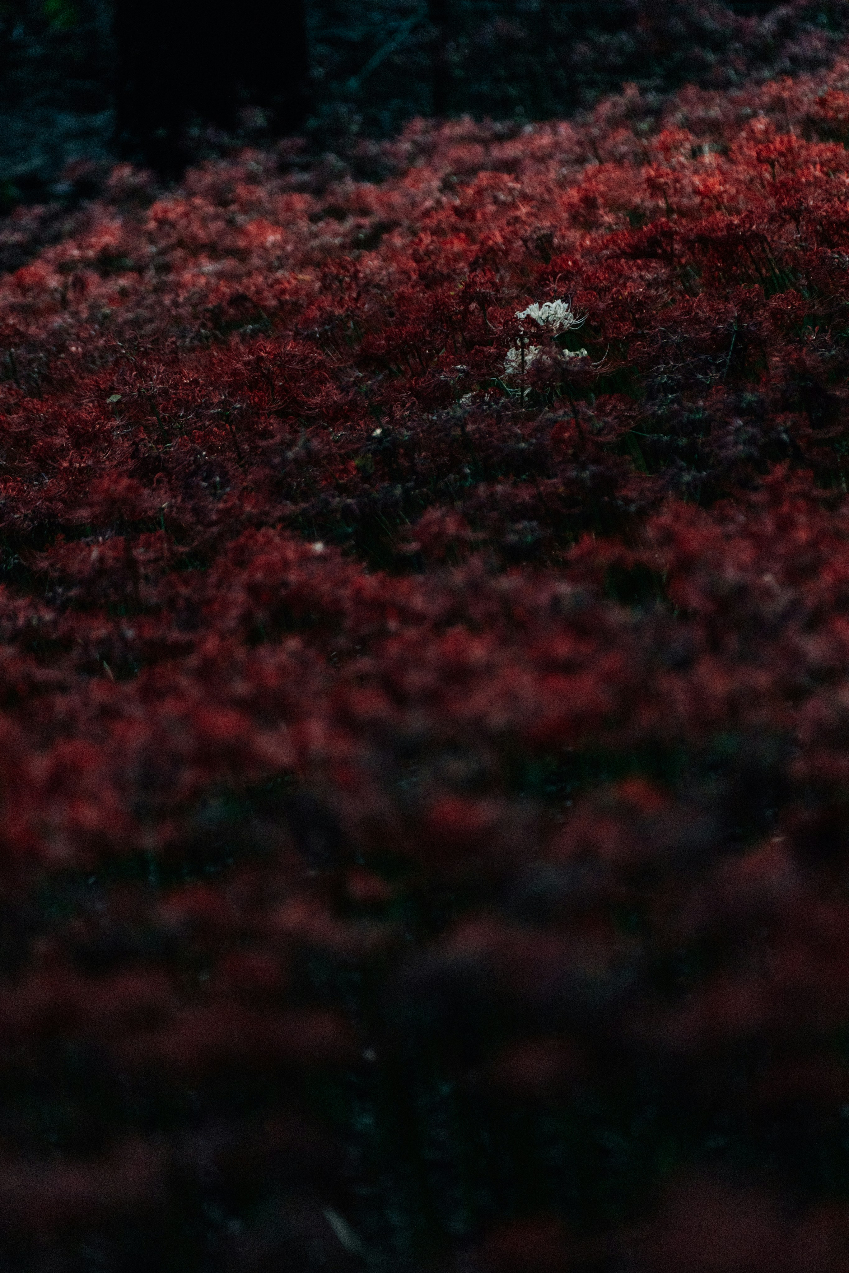 Photo by tsuyoshikozu