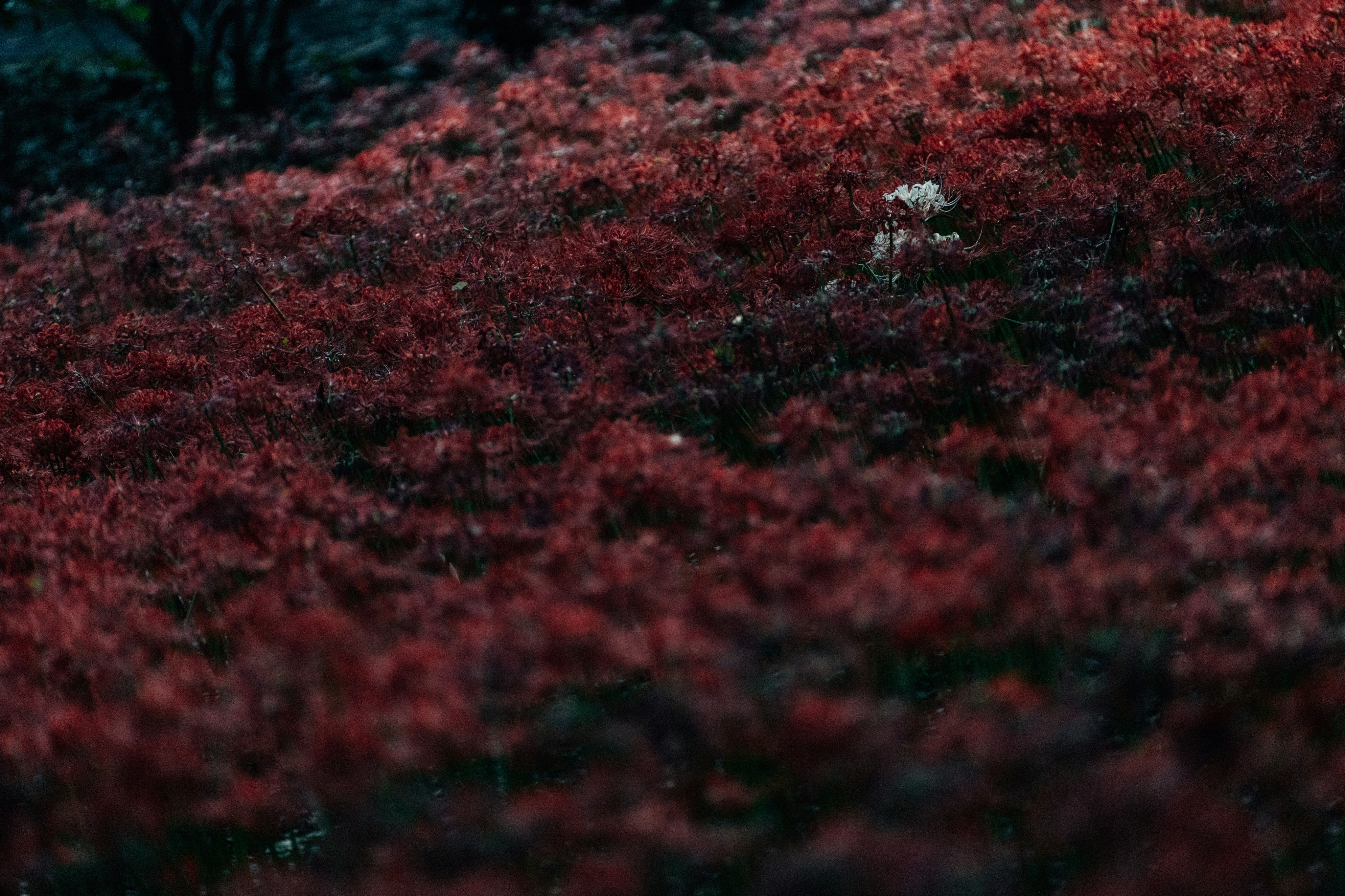 Photo by tsuyoshikozu