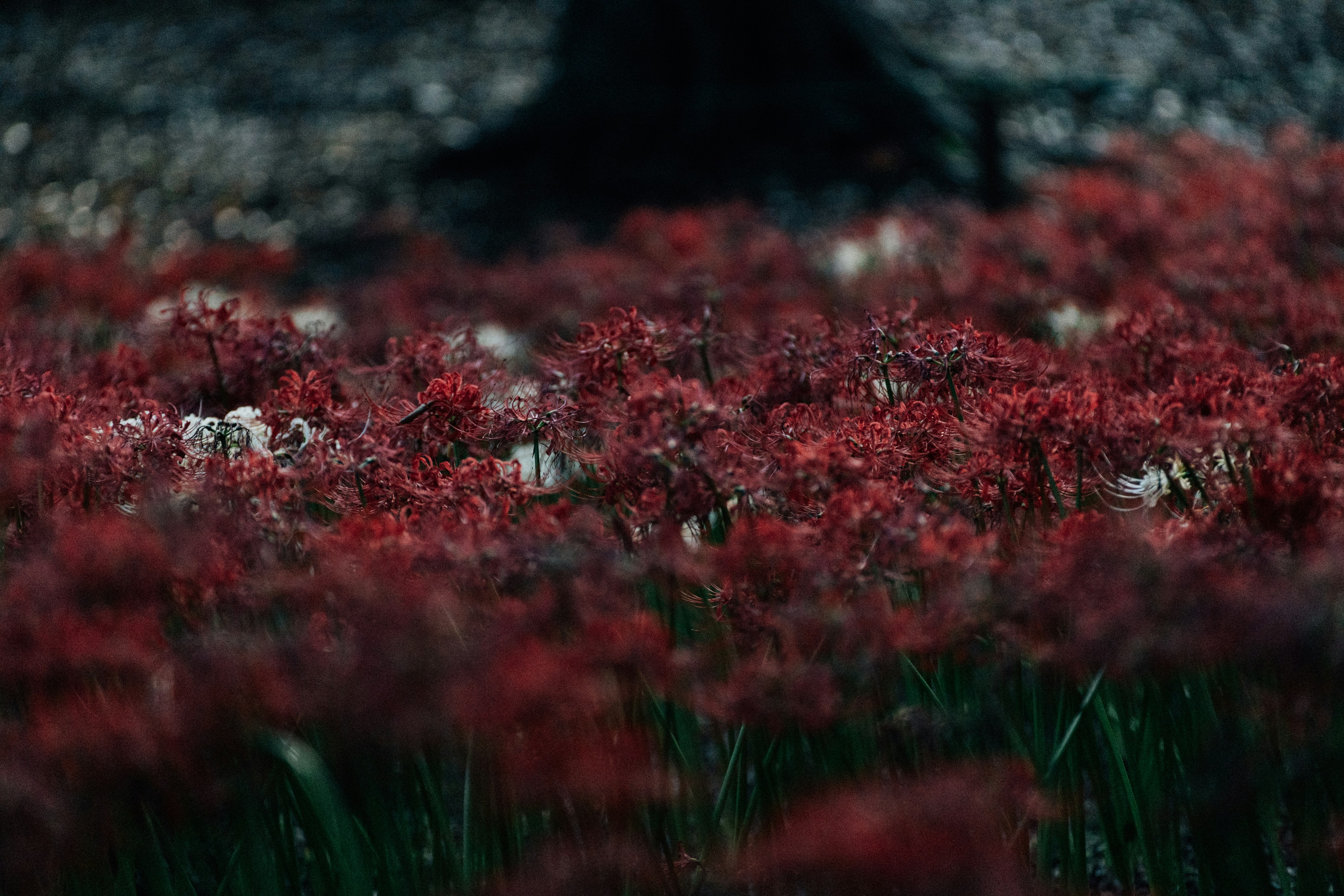 Photo by tsuyoshikozu