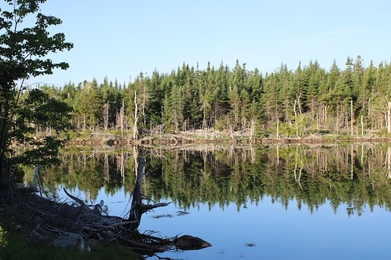 Spiegelnder See mit dichten Bäumen