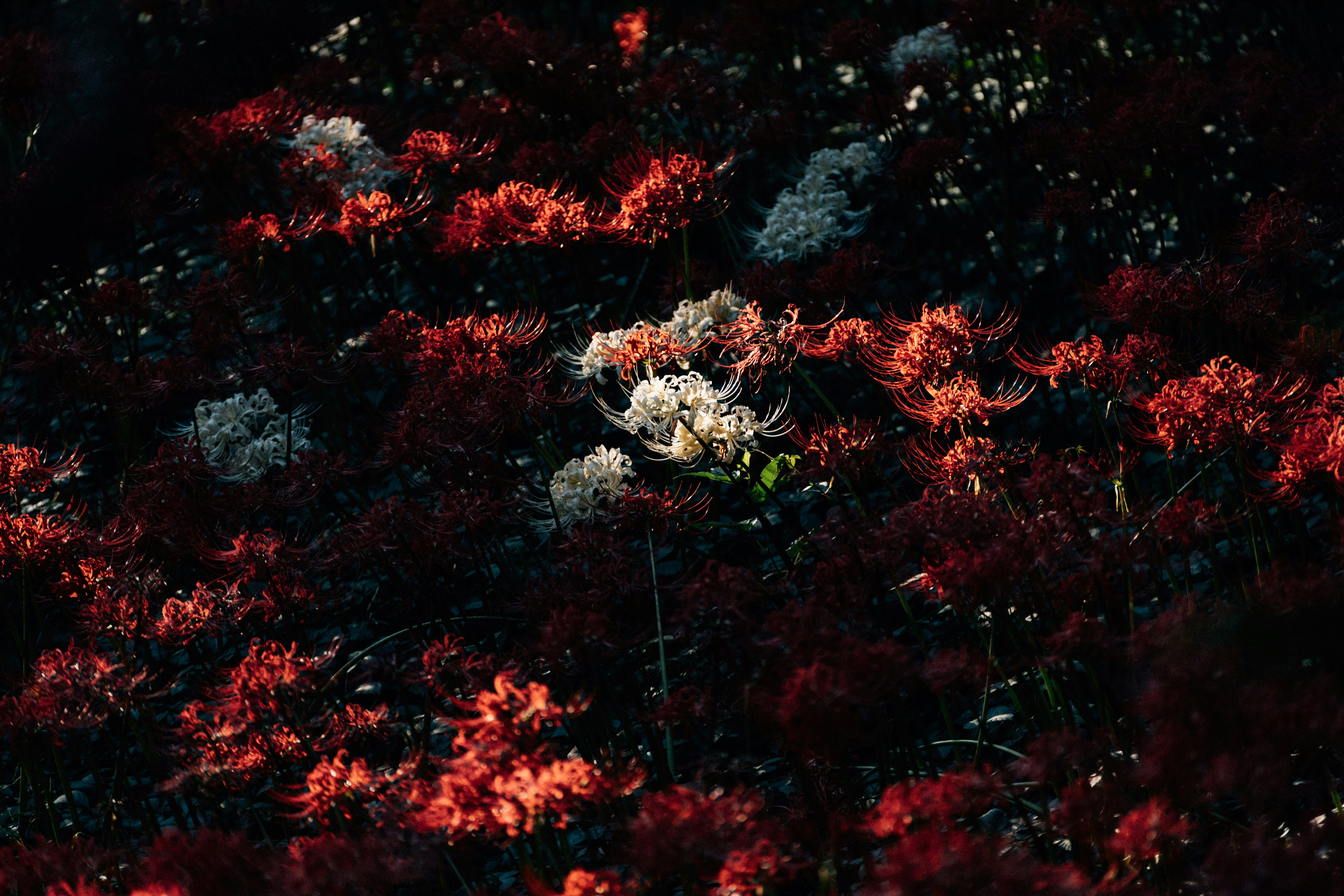 Photo by tsuyoshikozu