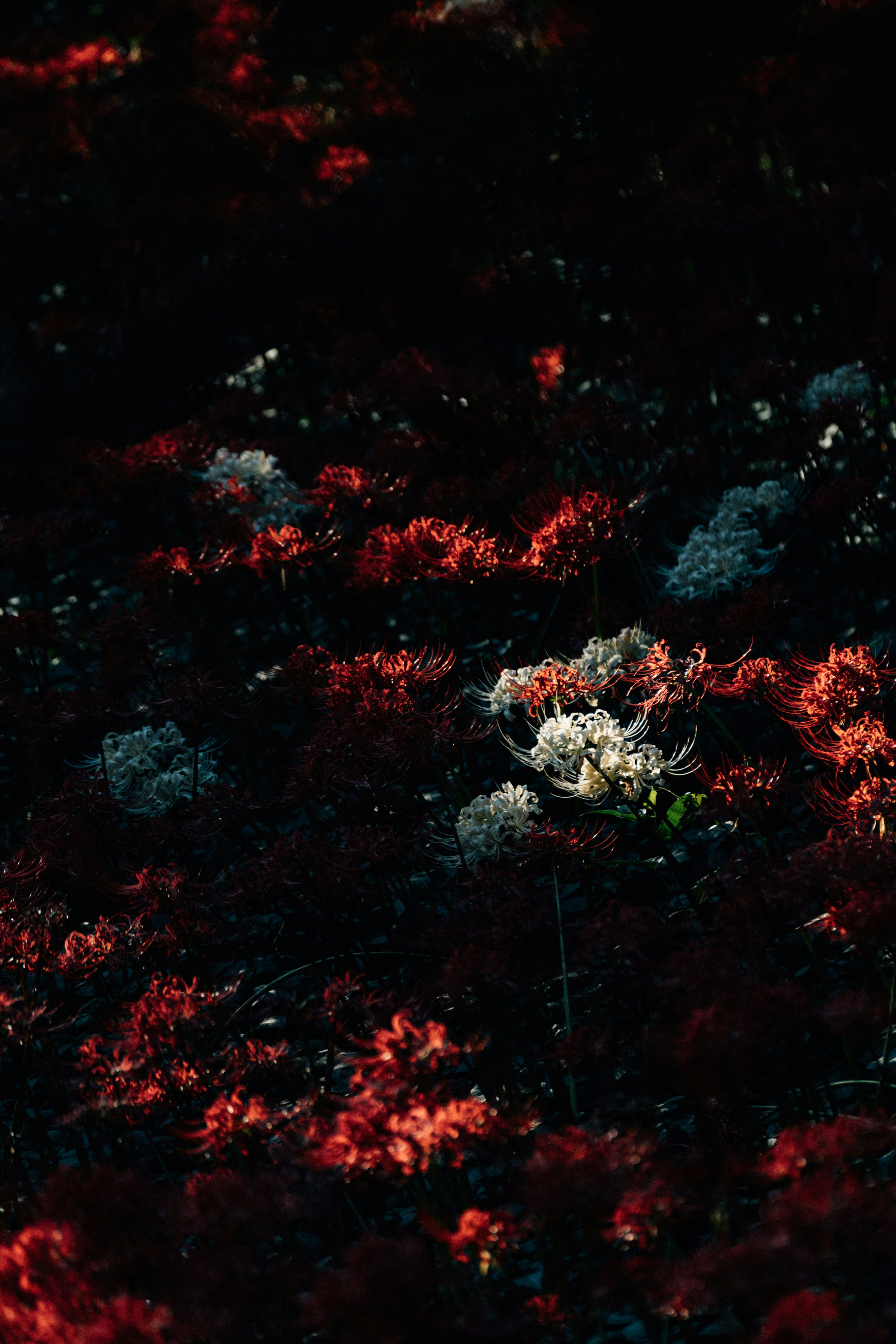 Photo by tsuyoshikozu