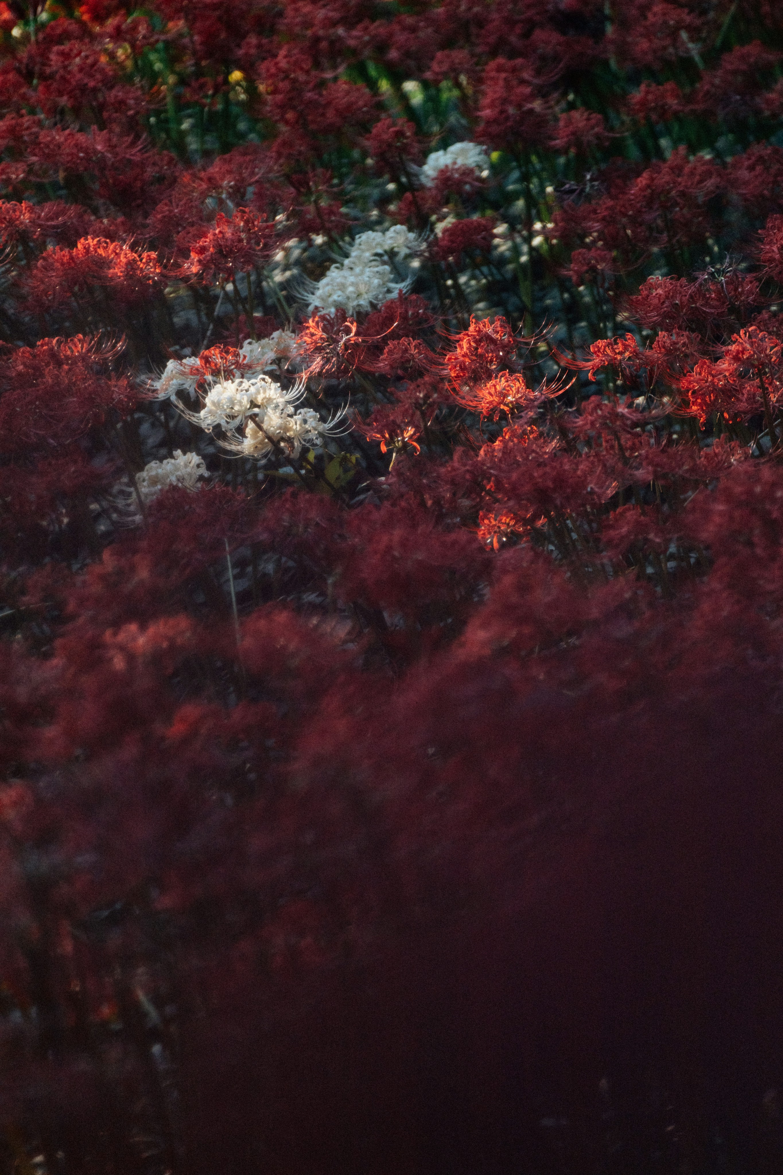 Photo by tsuyoshikozu