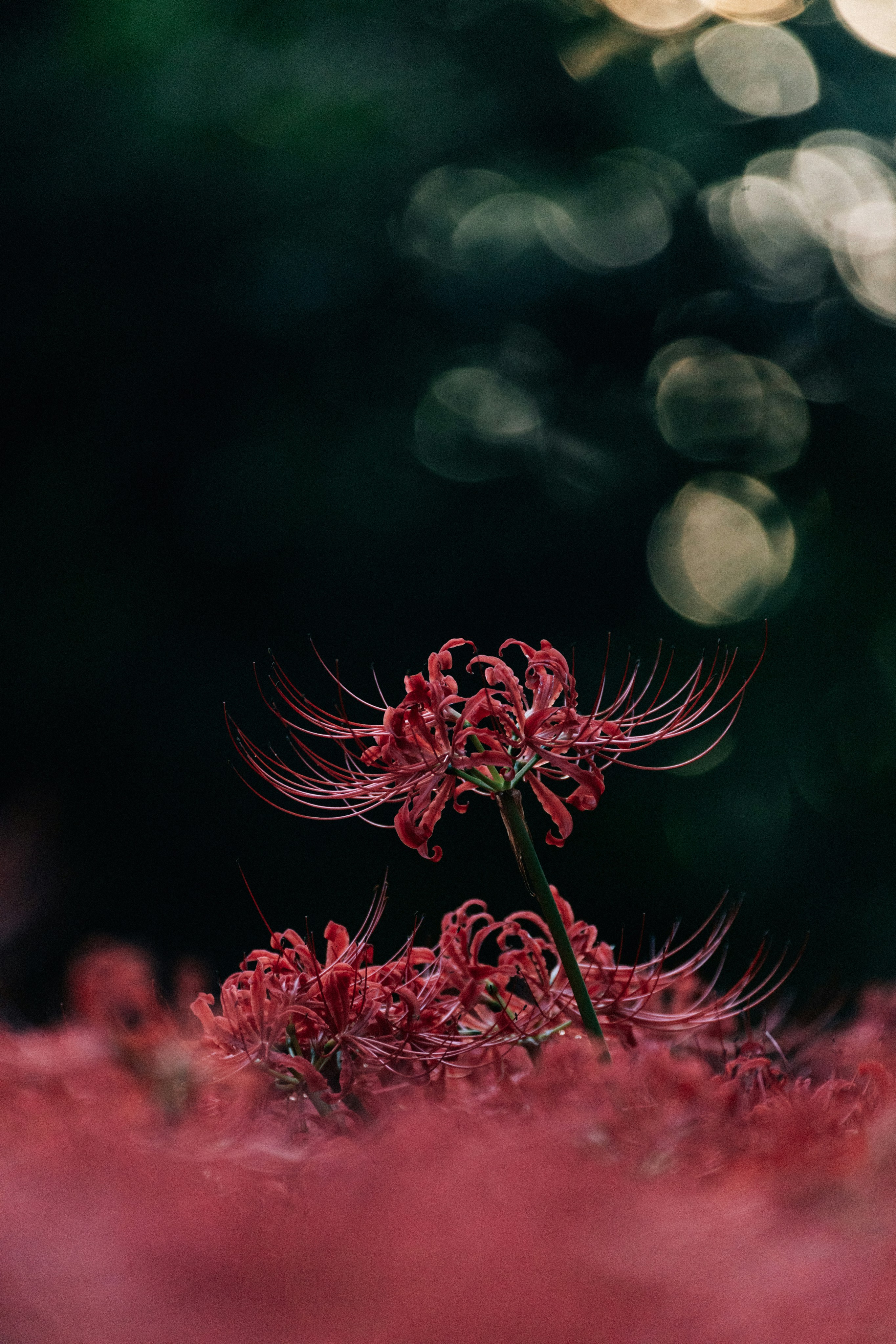 Red spider lilies bloom in a dark, bokeh-filled garden. photo  Free Flower  Image on Unsplash