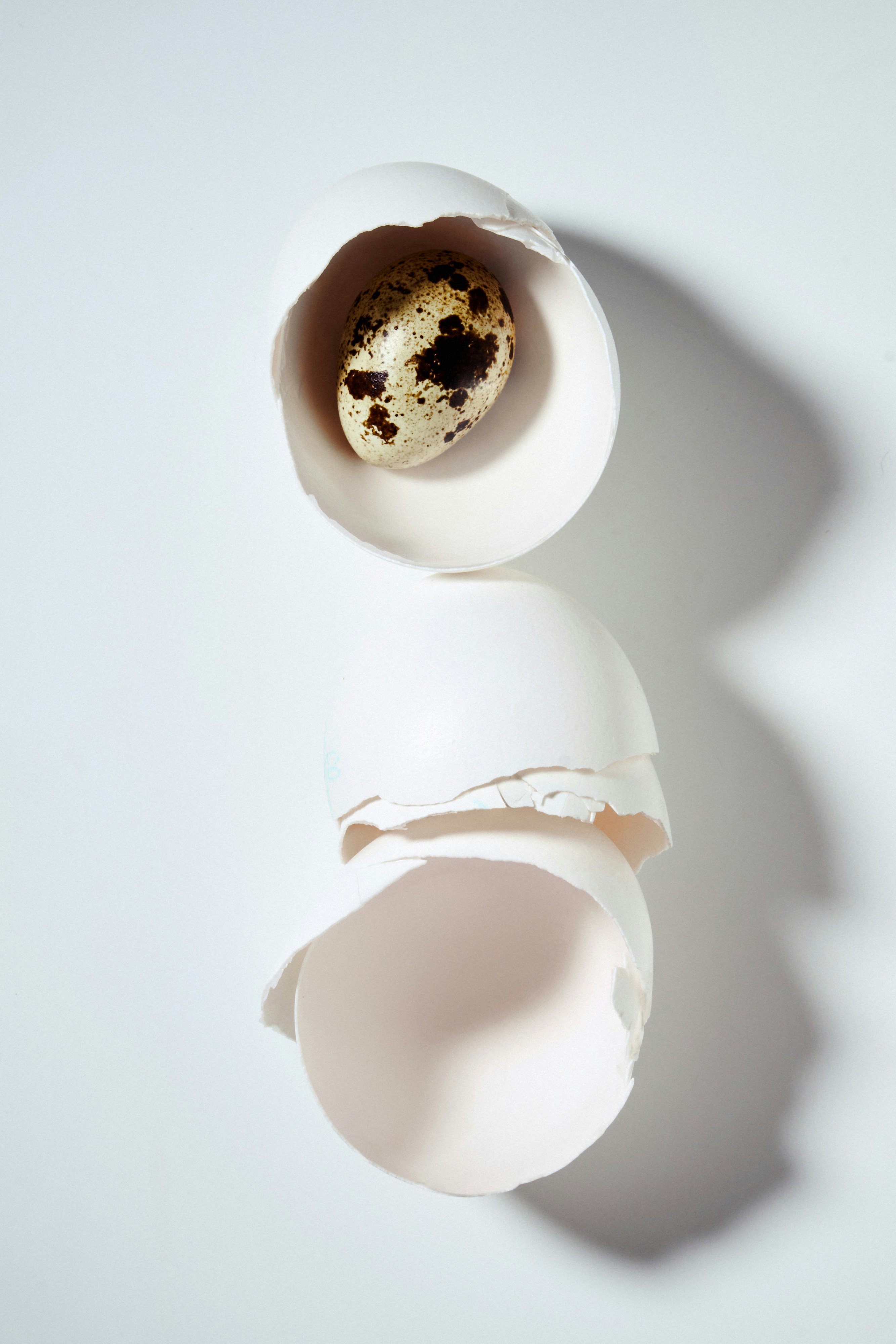 A quail egg rests inside cracked white shells.