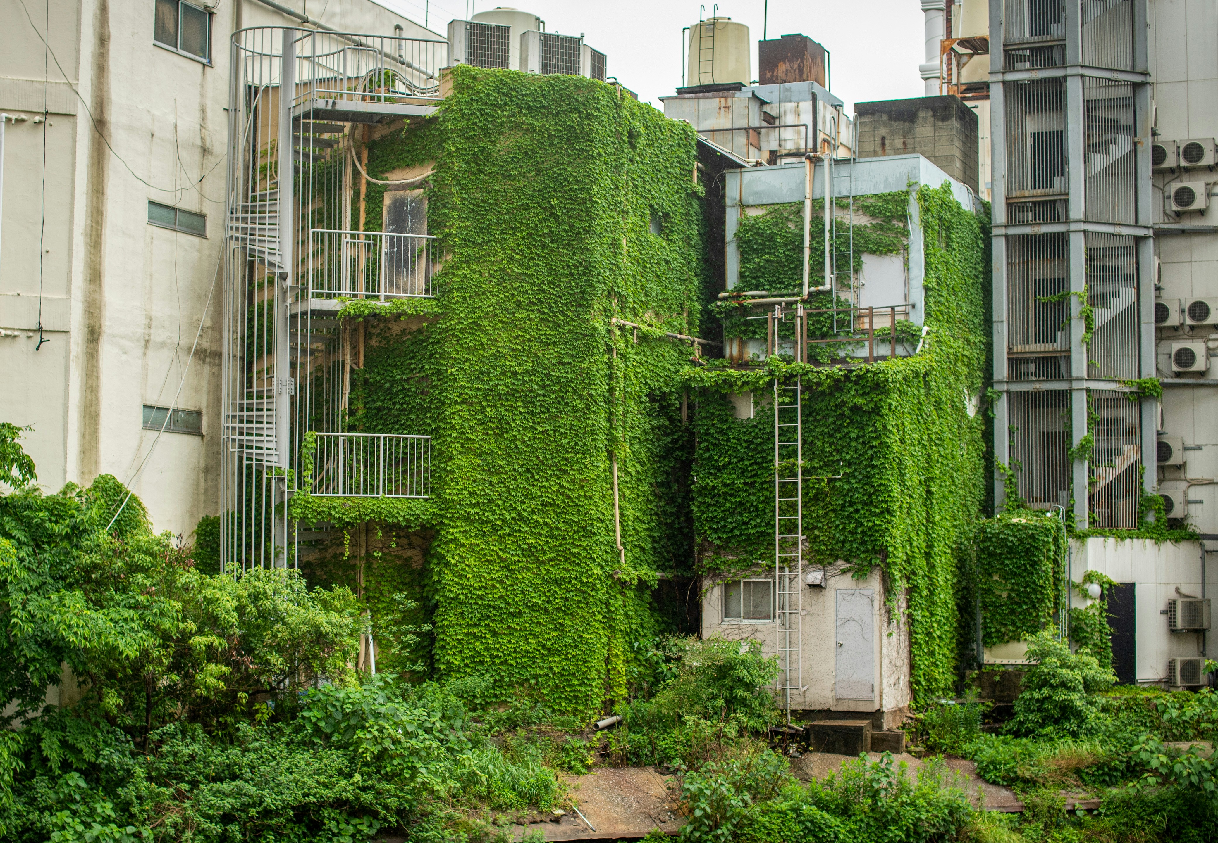 Building covered in lush green ivy and overgrown plants.