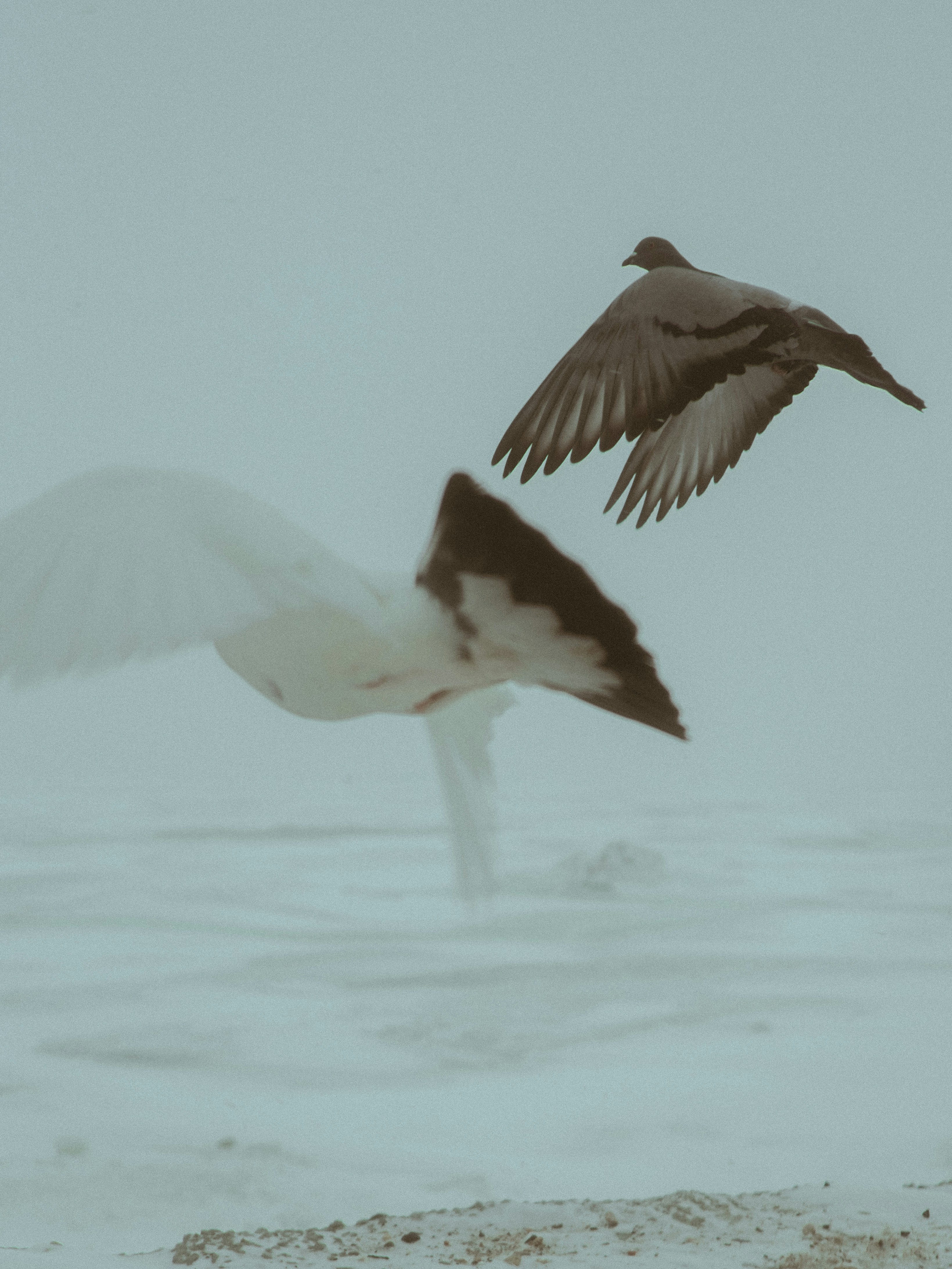 Two birds flying in a foggy landscape
