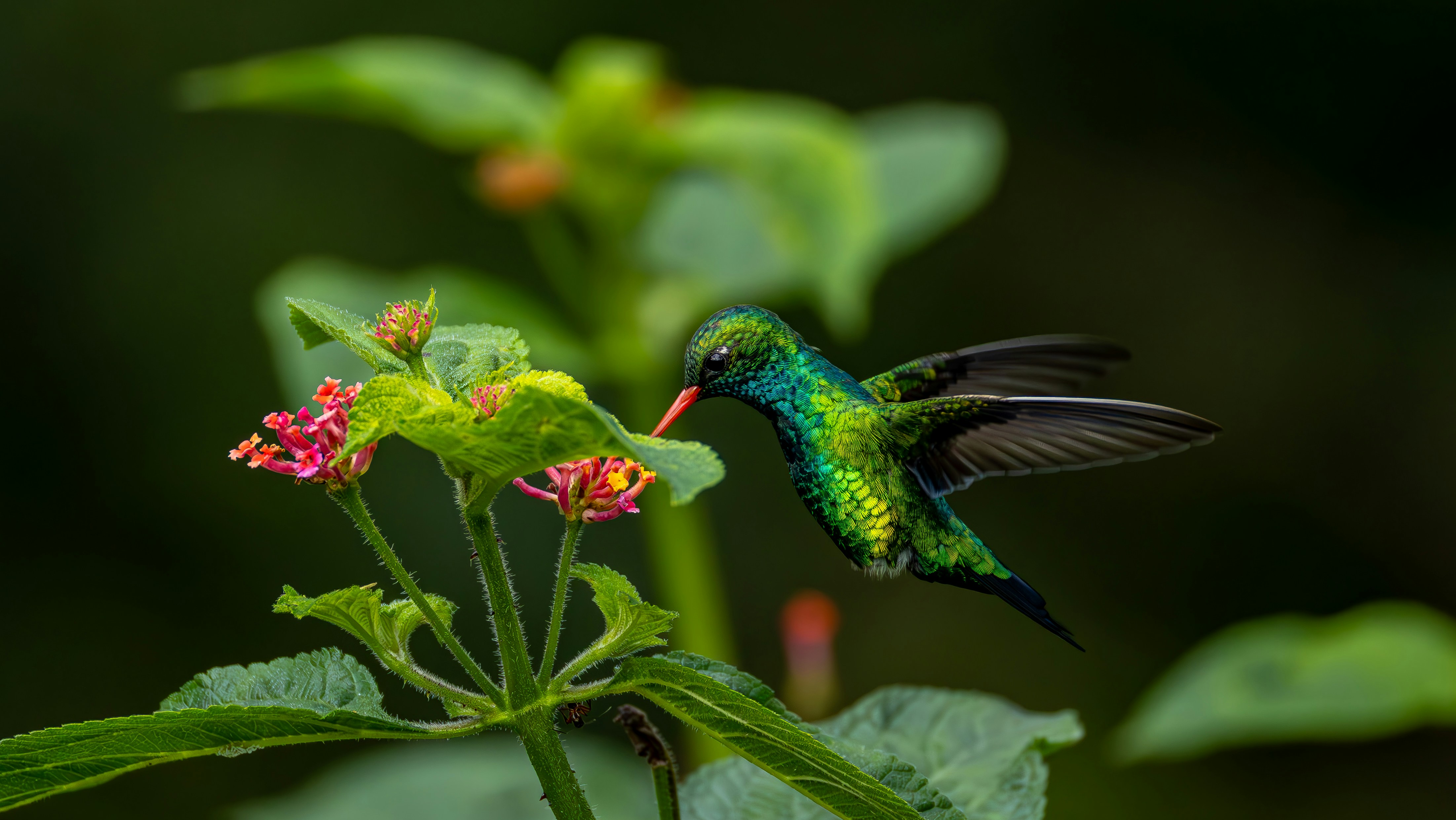 Photo by matheuskprot