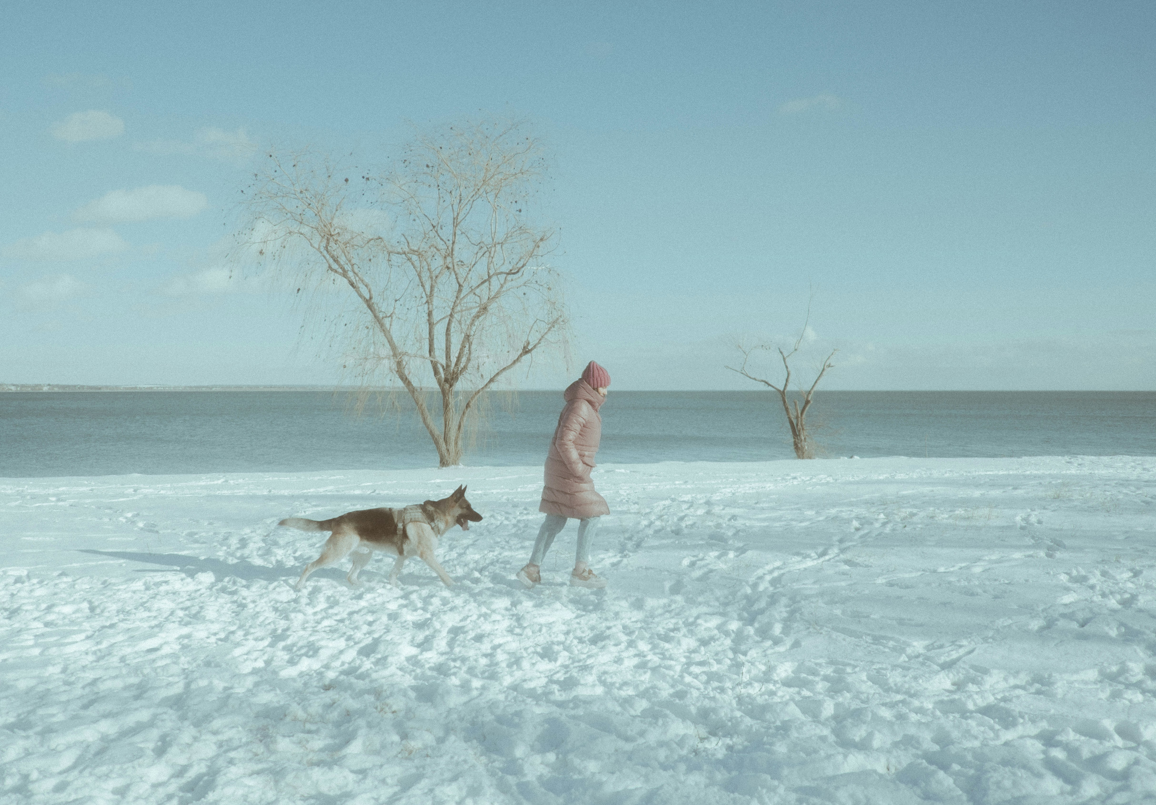 Girl in pink coat walks dog on snowy shore