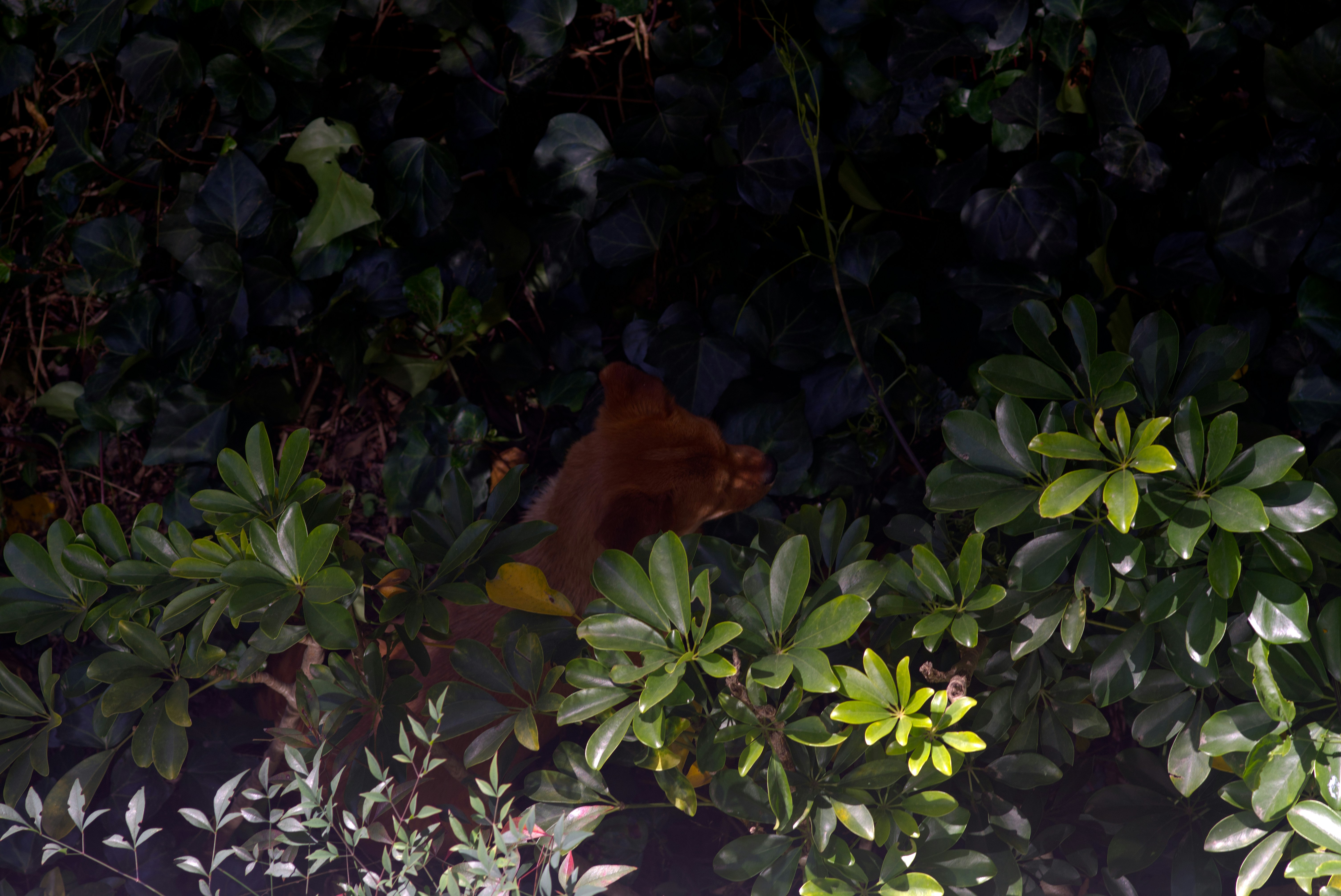 Uma raposa marrom espiando entre arbustos verdes