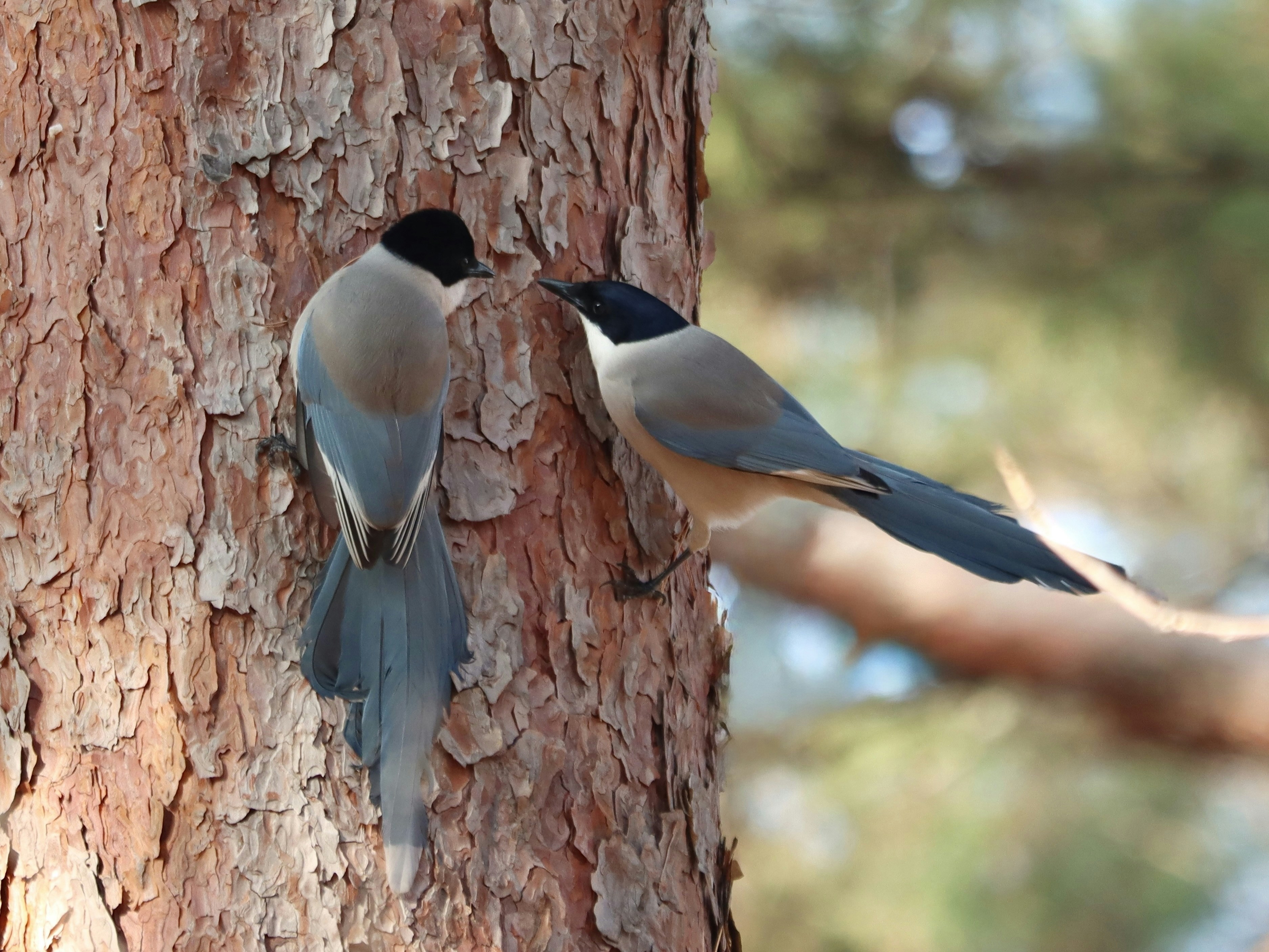 Dos pájaros azules en un tronco de árbol