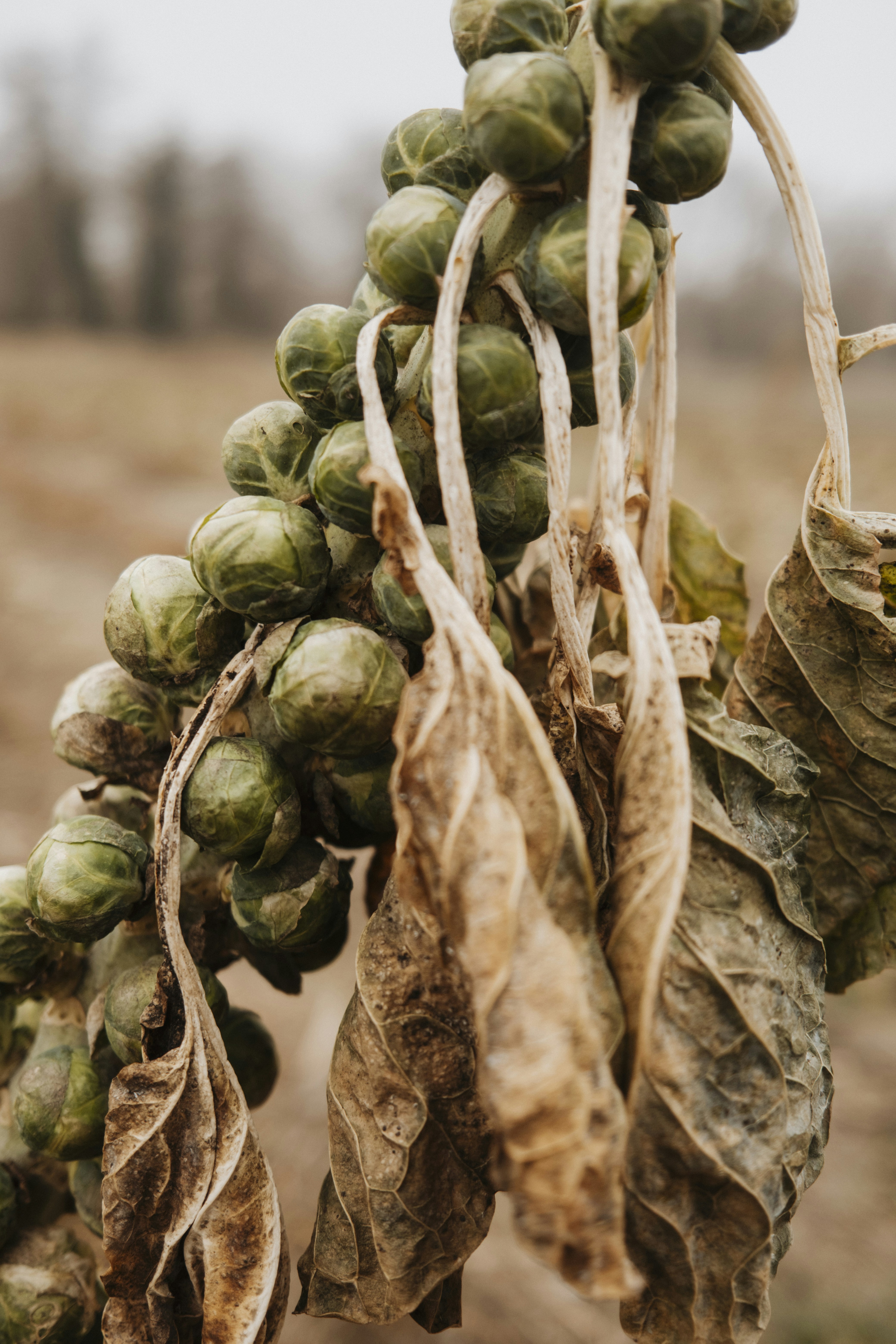 Des choux de Bruxelles poussant sur une tige aux feuilles sèches
