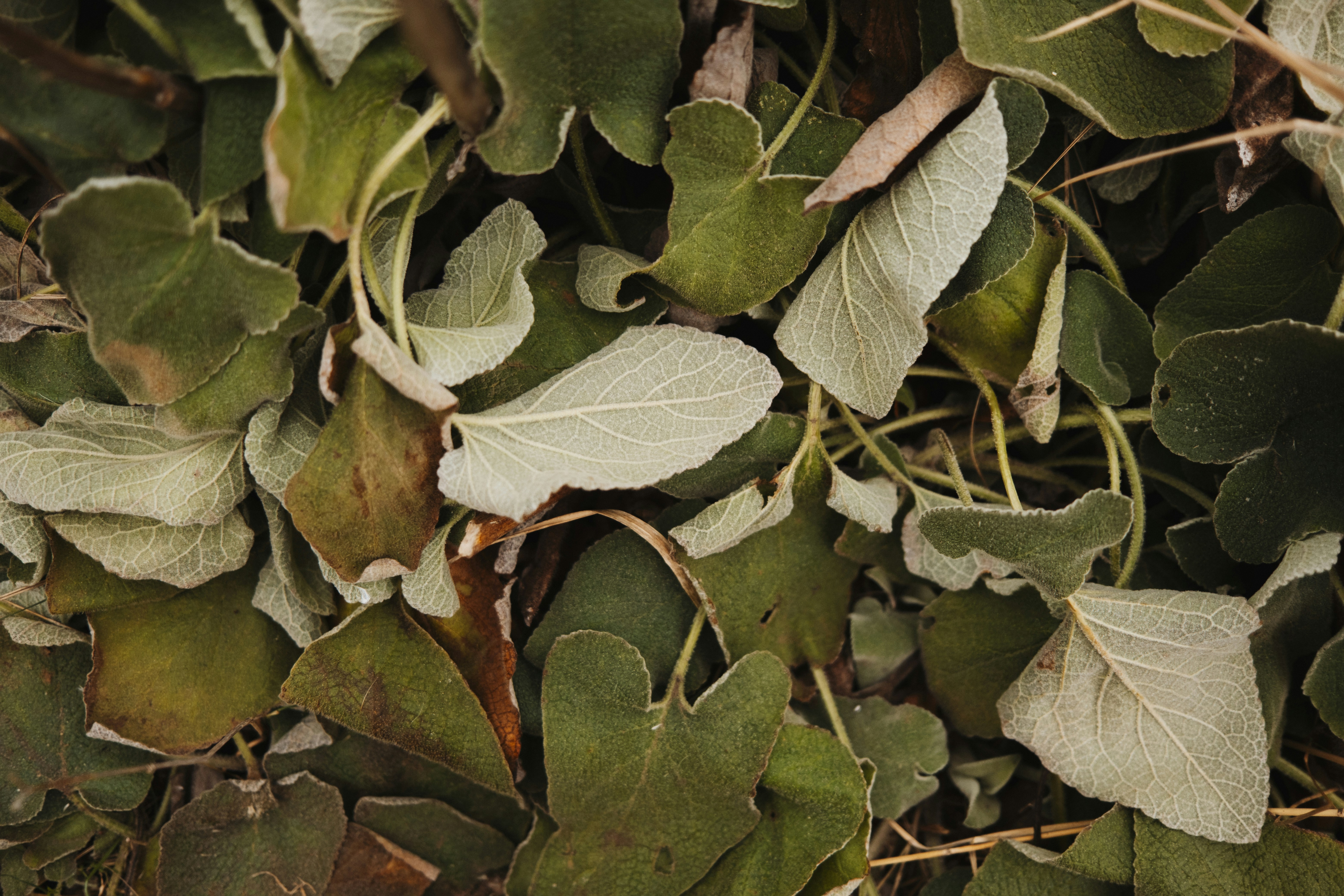 Feuilles mortes avec le sol recouvert de givre