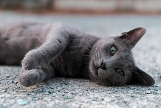 A grey cat lies on the ground