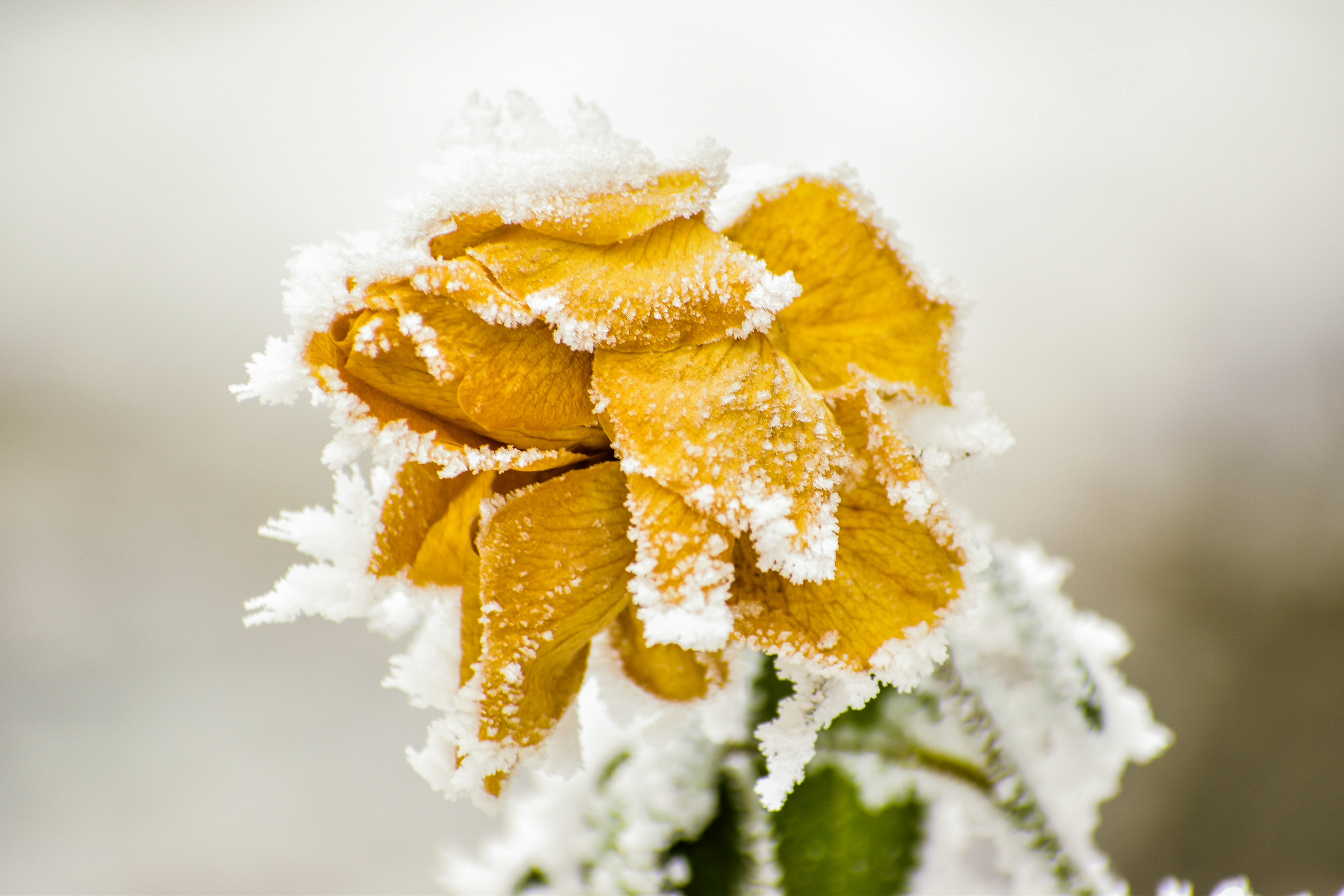 A yellow rose covered in frost and snow