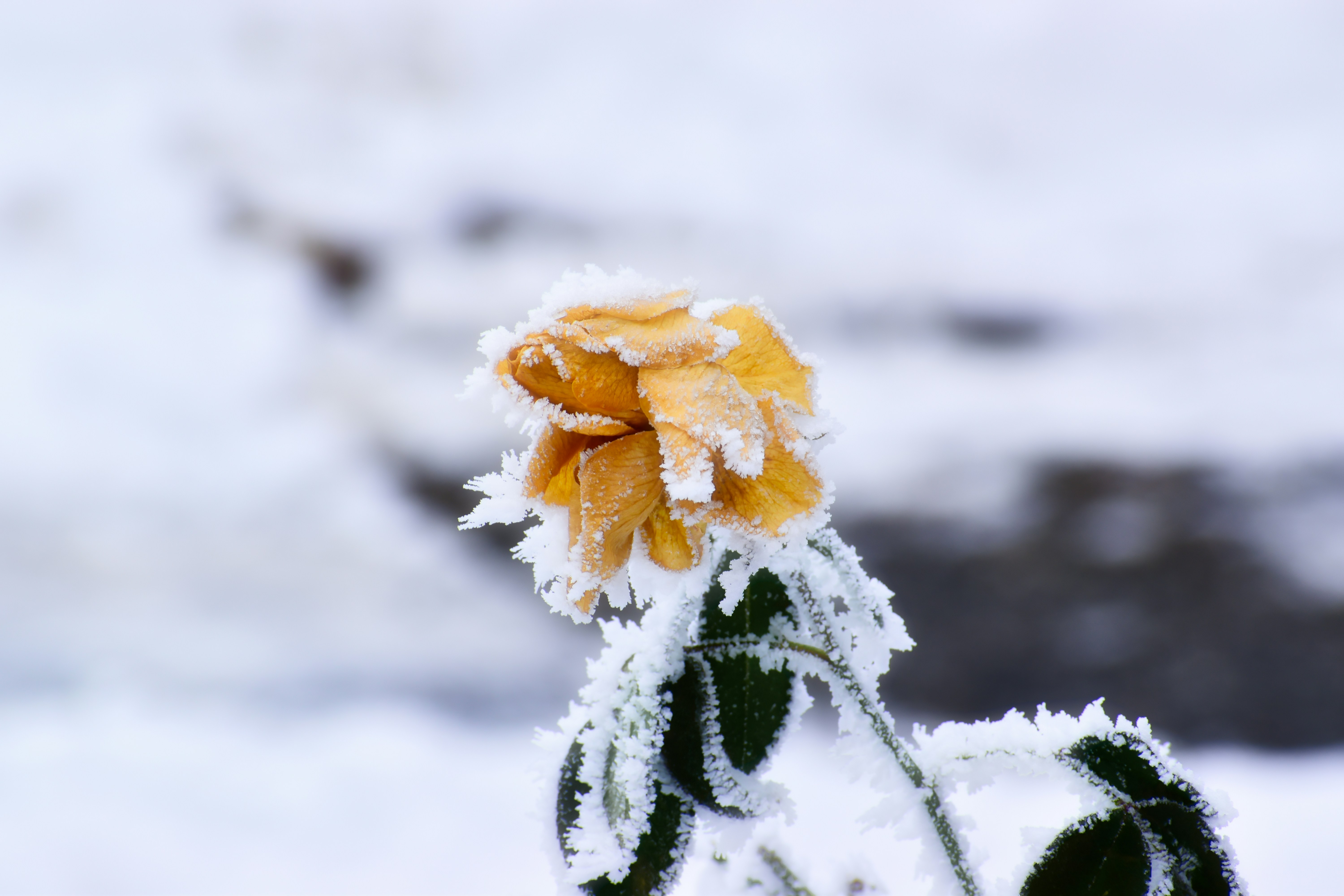 Une rose jaune couverte de givre dans la neige.