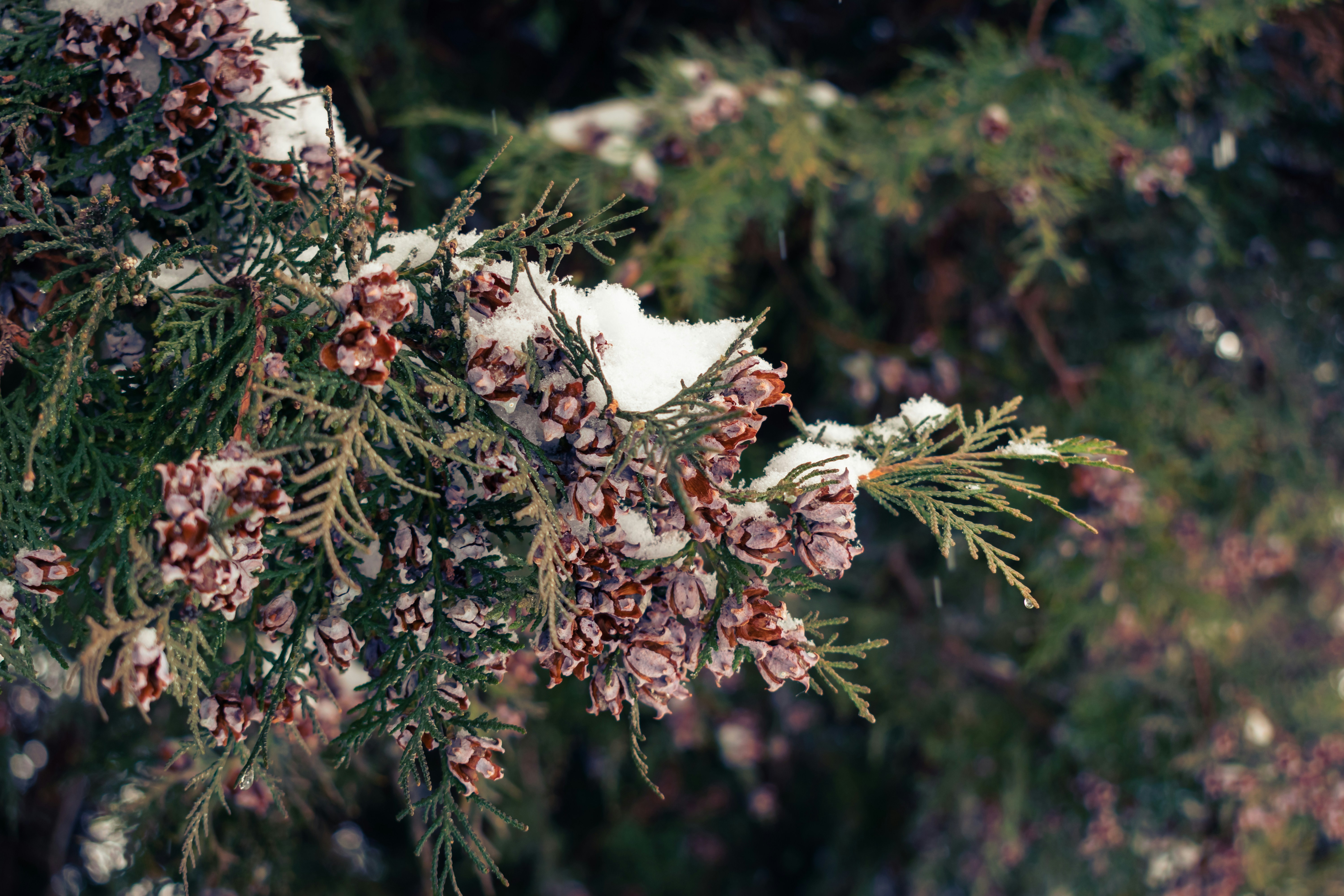 Pommes de pin sur une branche conifère enneigée