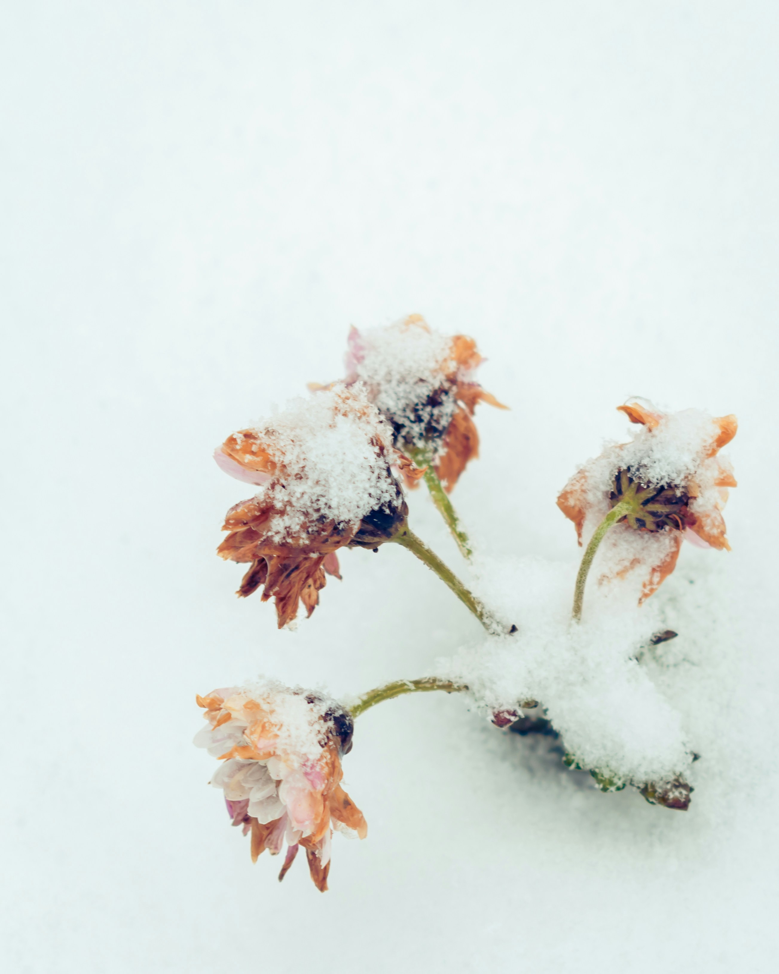 Fleurs sèches couvertes de neige fraîche