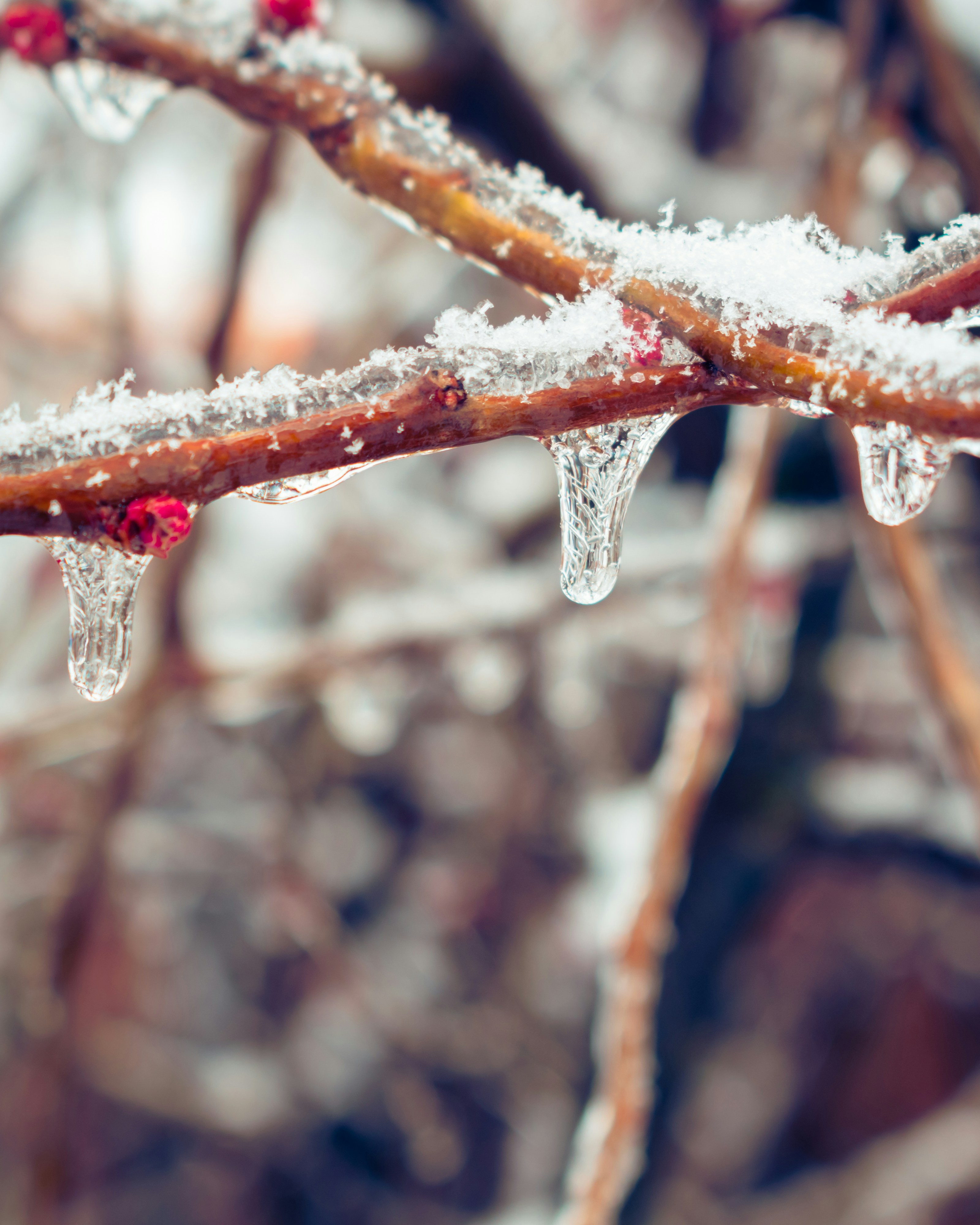 Photo by niki_emmert